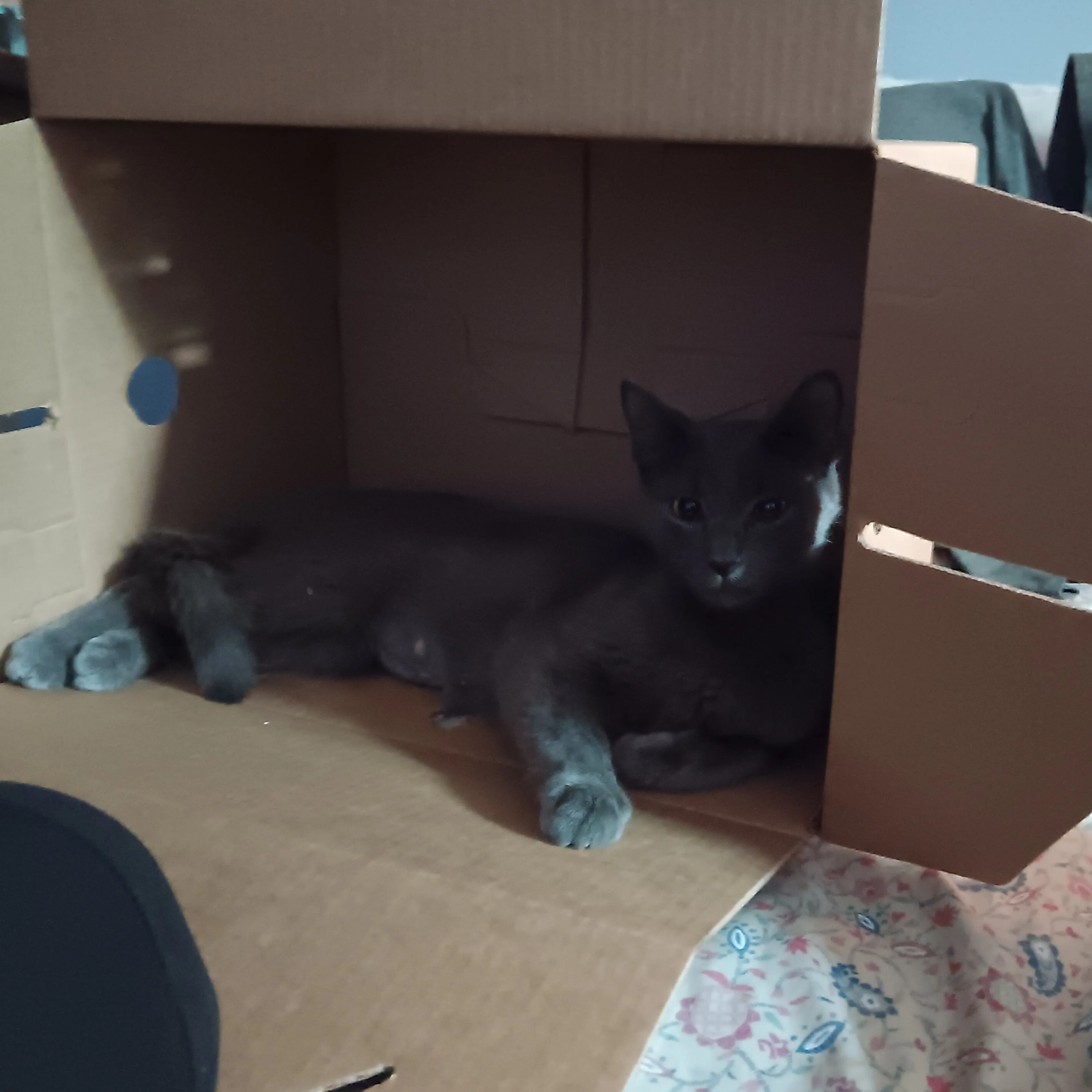 Lost pet-2