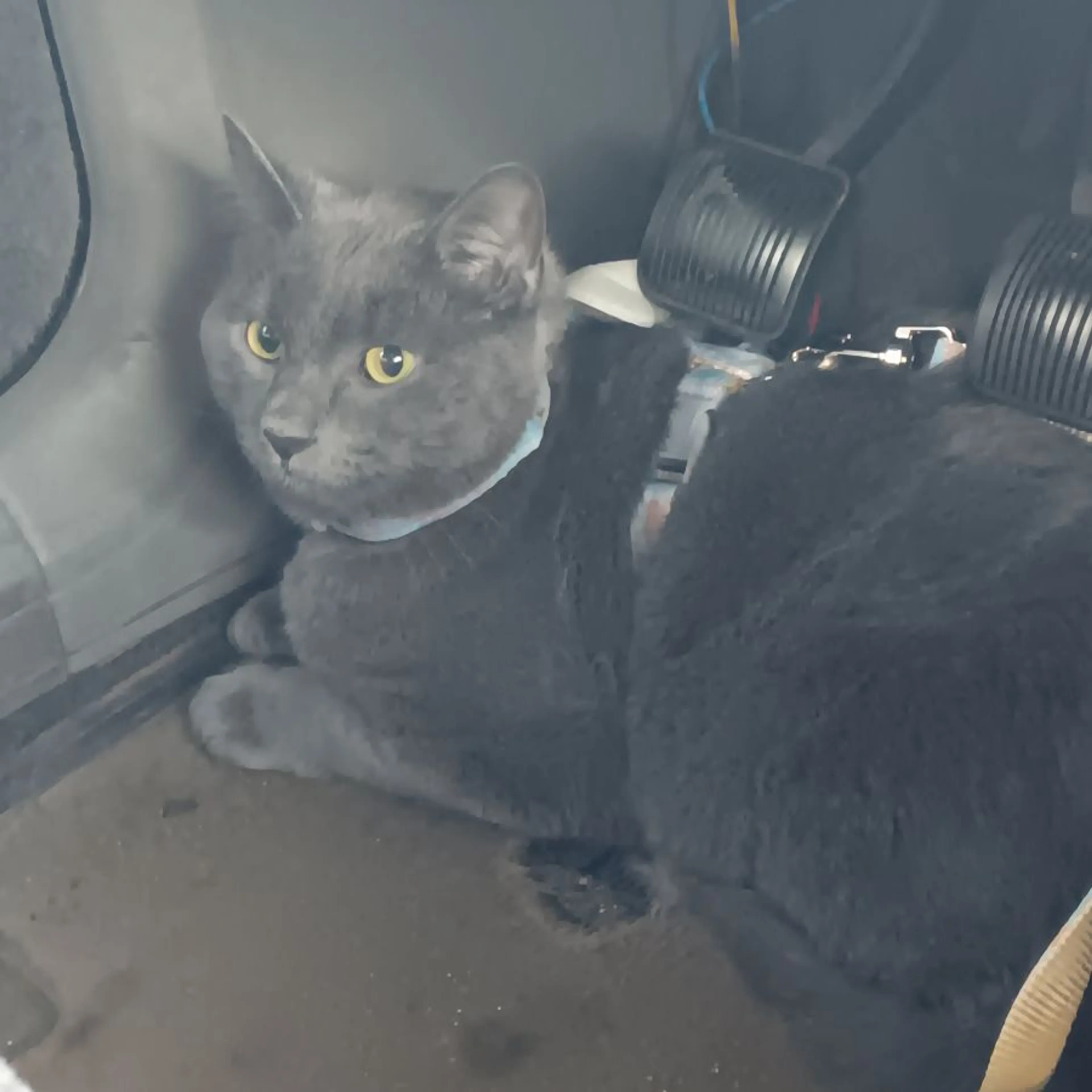 Lost pet-0