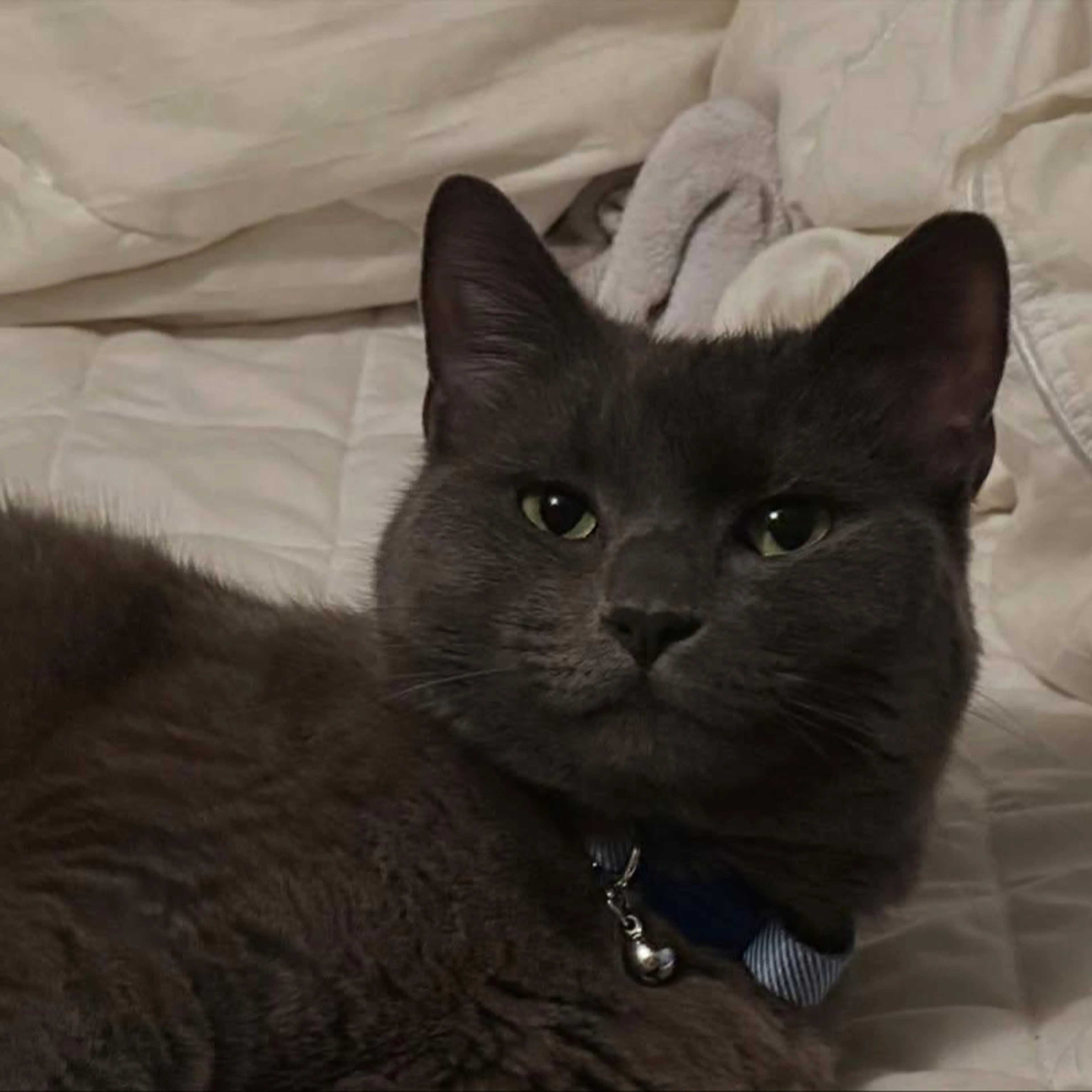 Lost pet-1