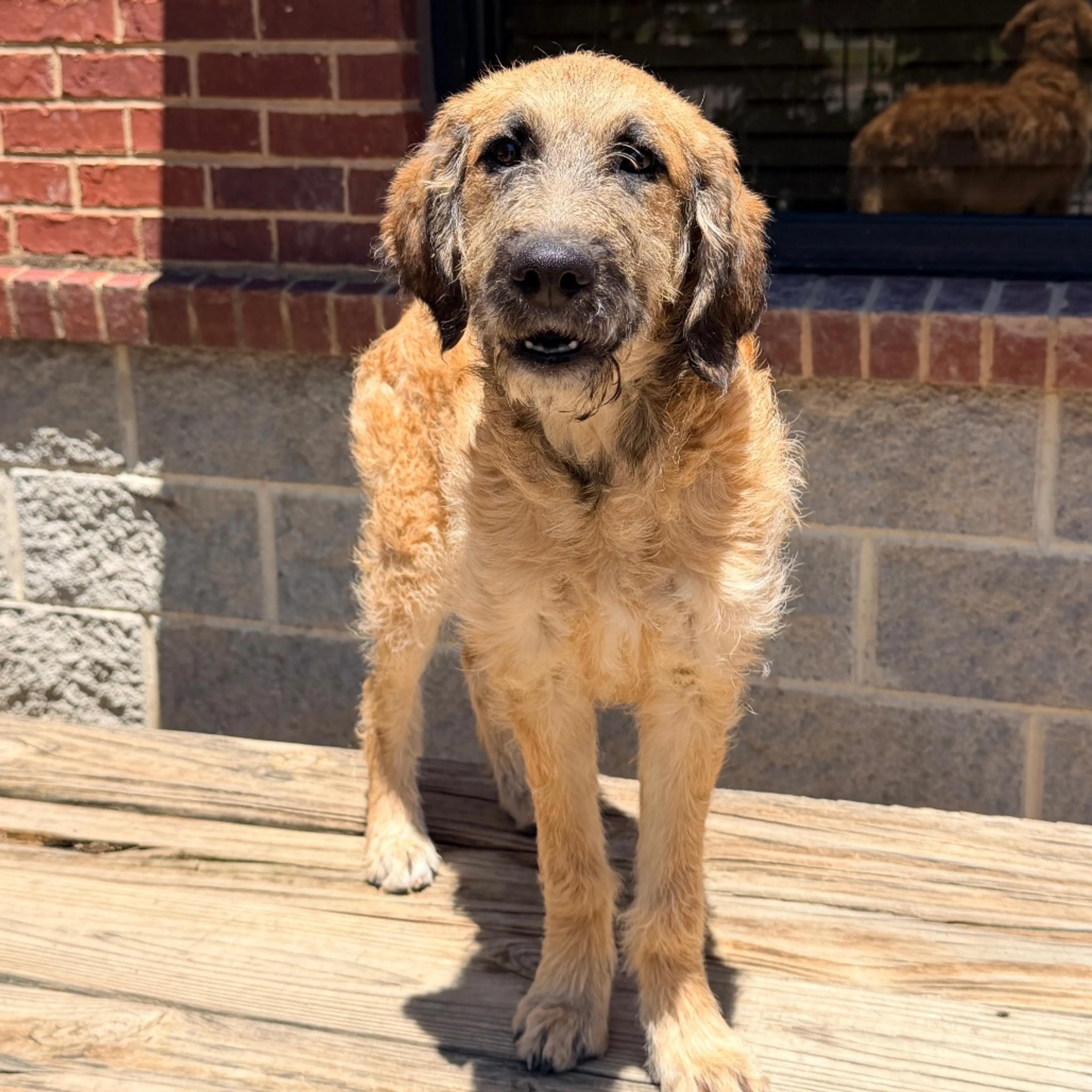 Found pet-2