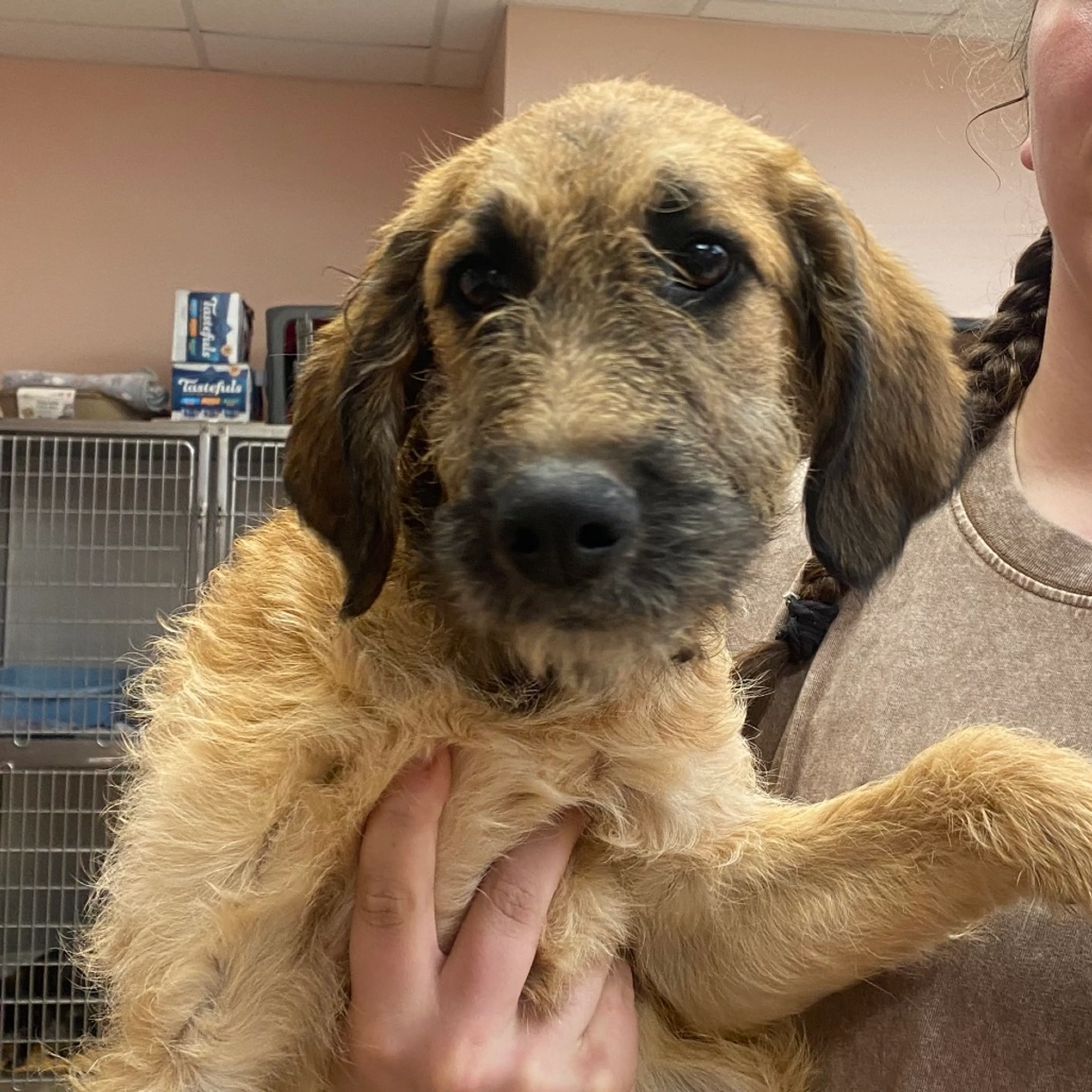 Found pet-1