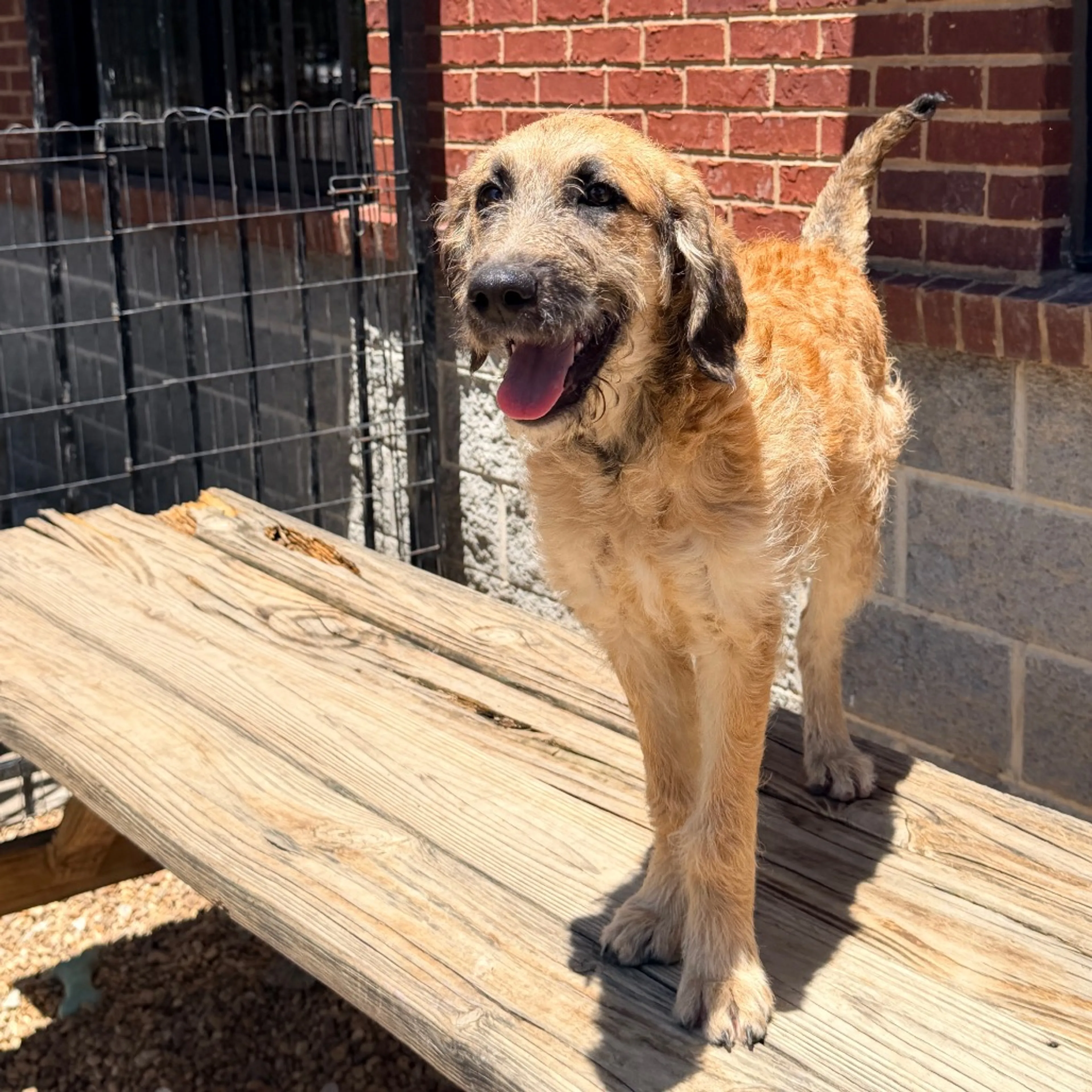 Found pet-3