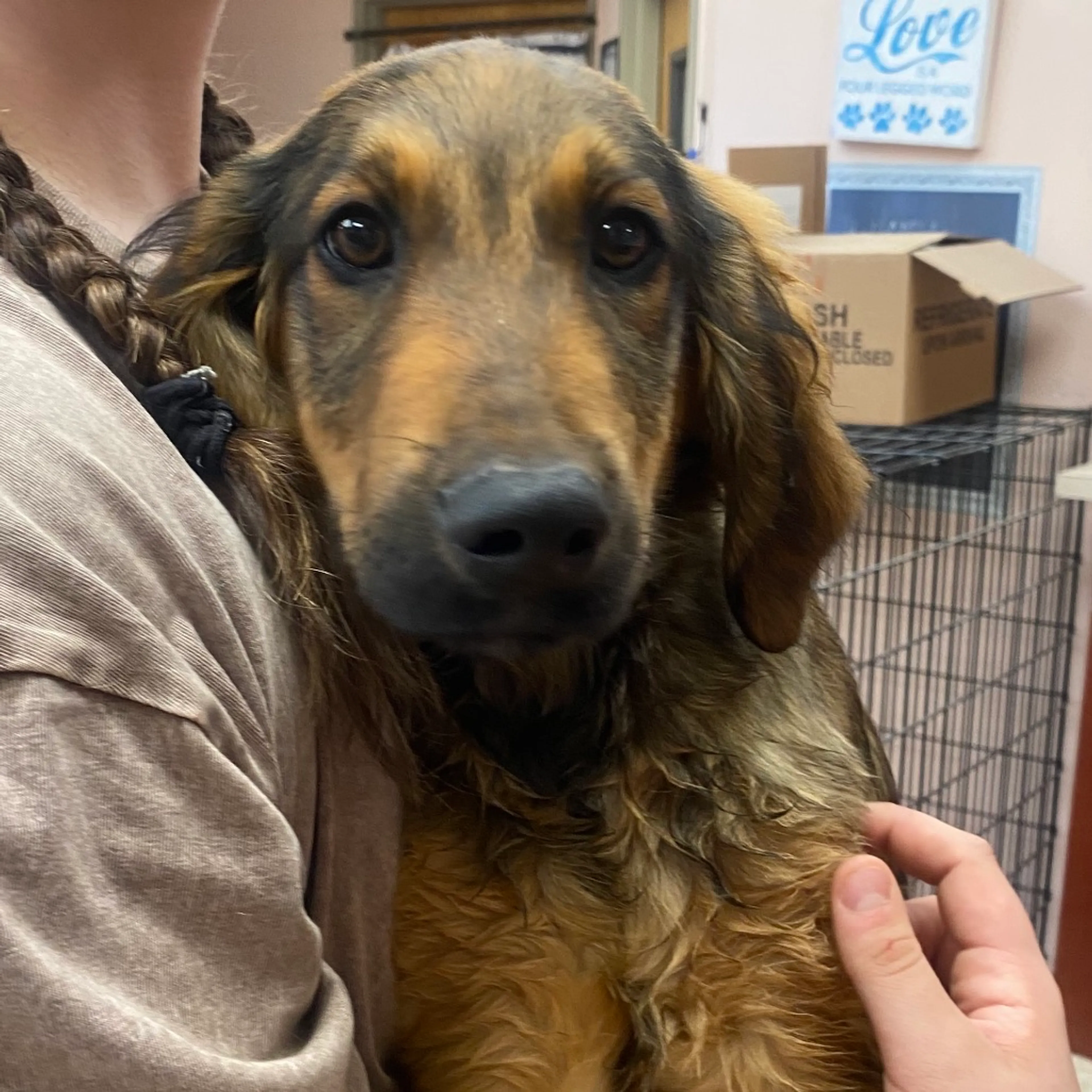 Found pet-1
