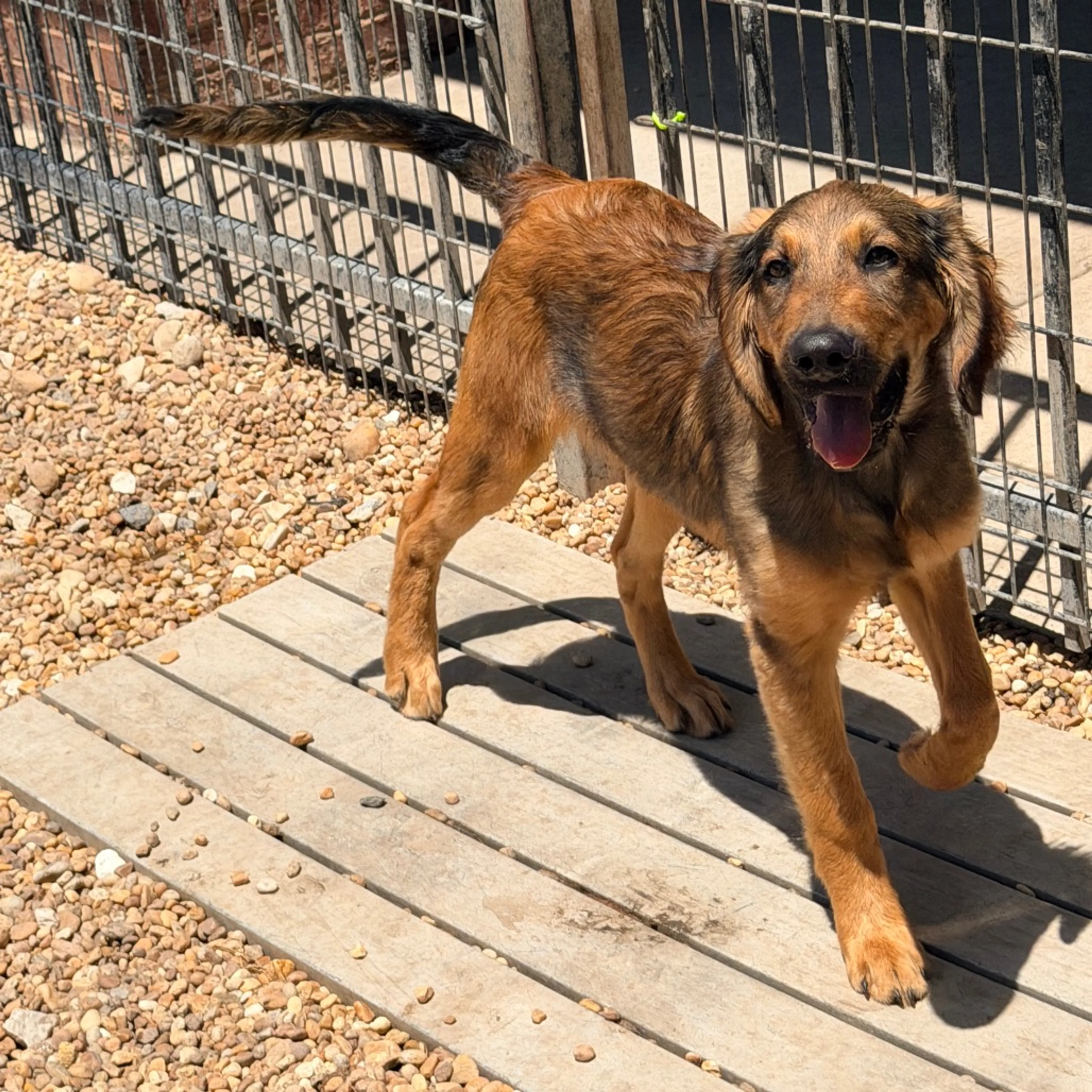 Found pet-4