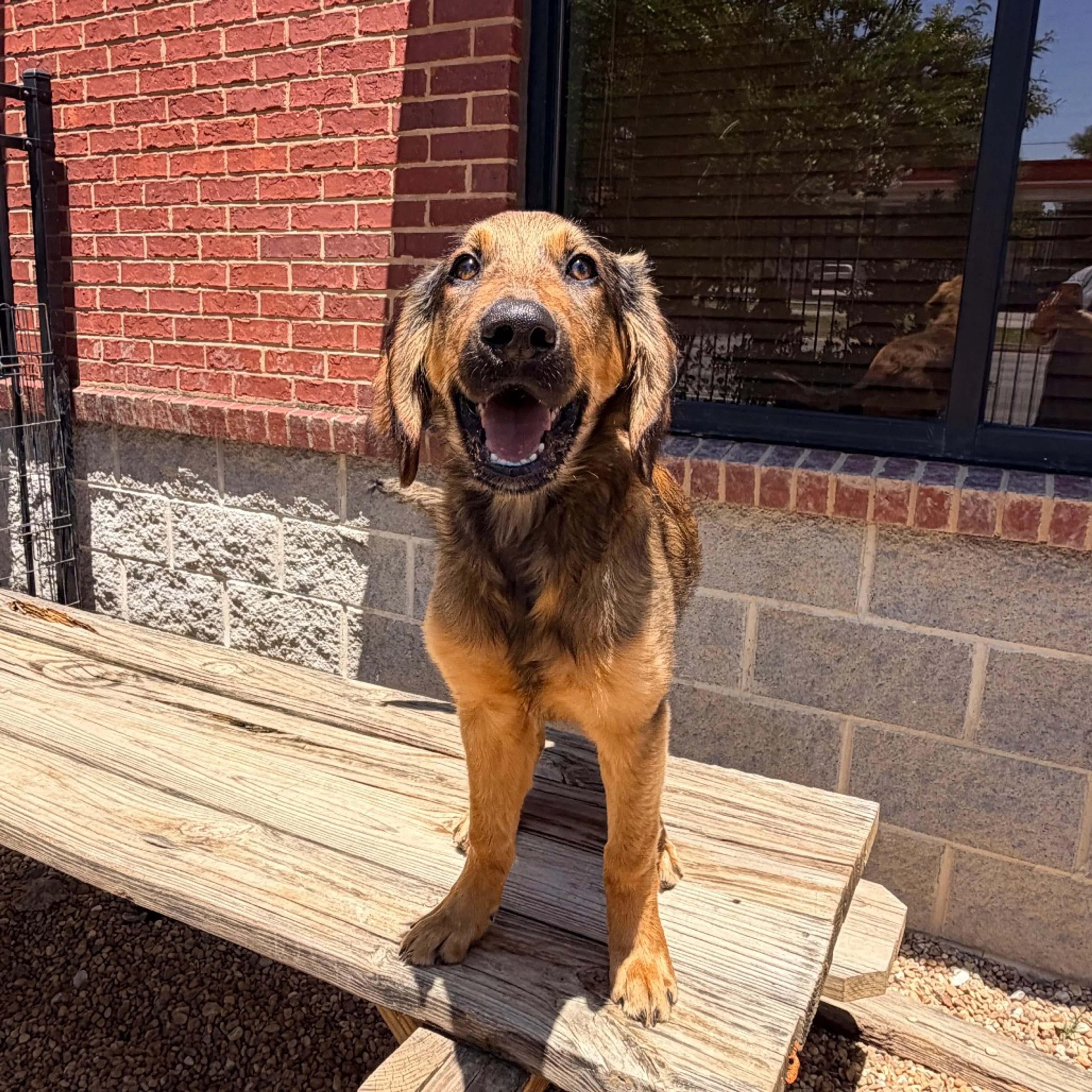Found pet-3