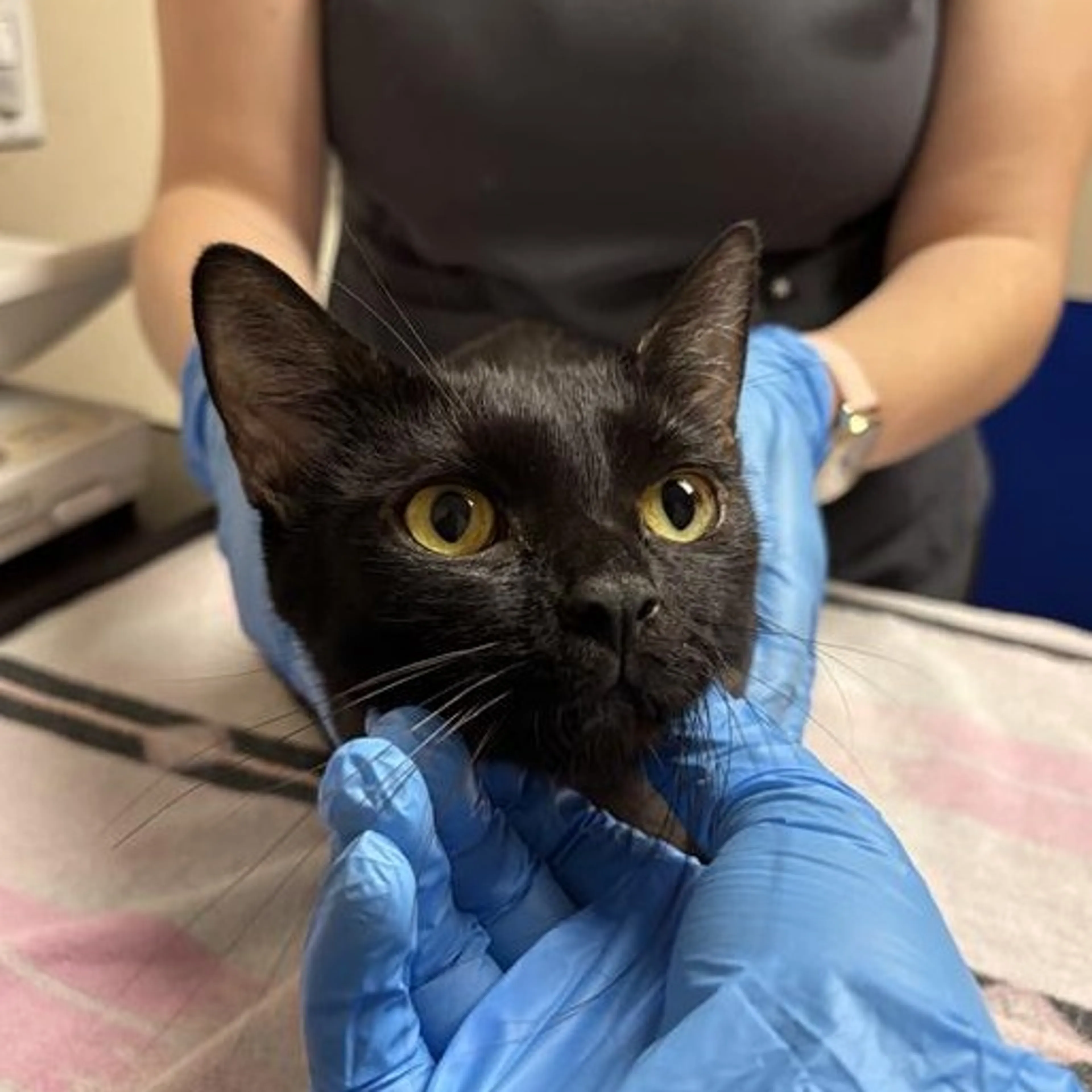 Found pet-2