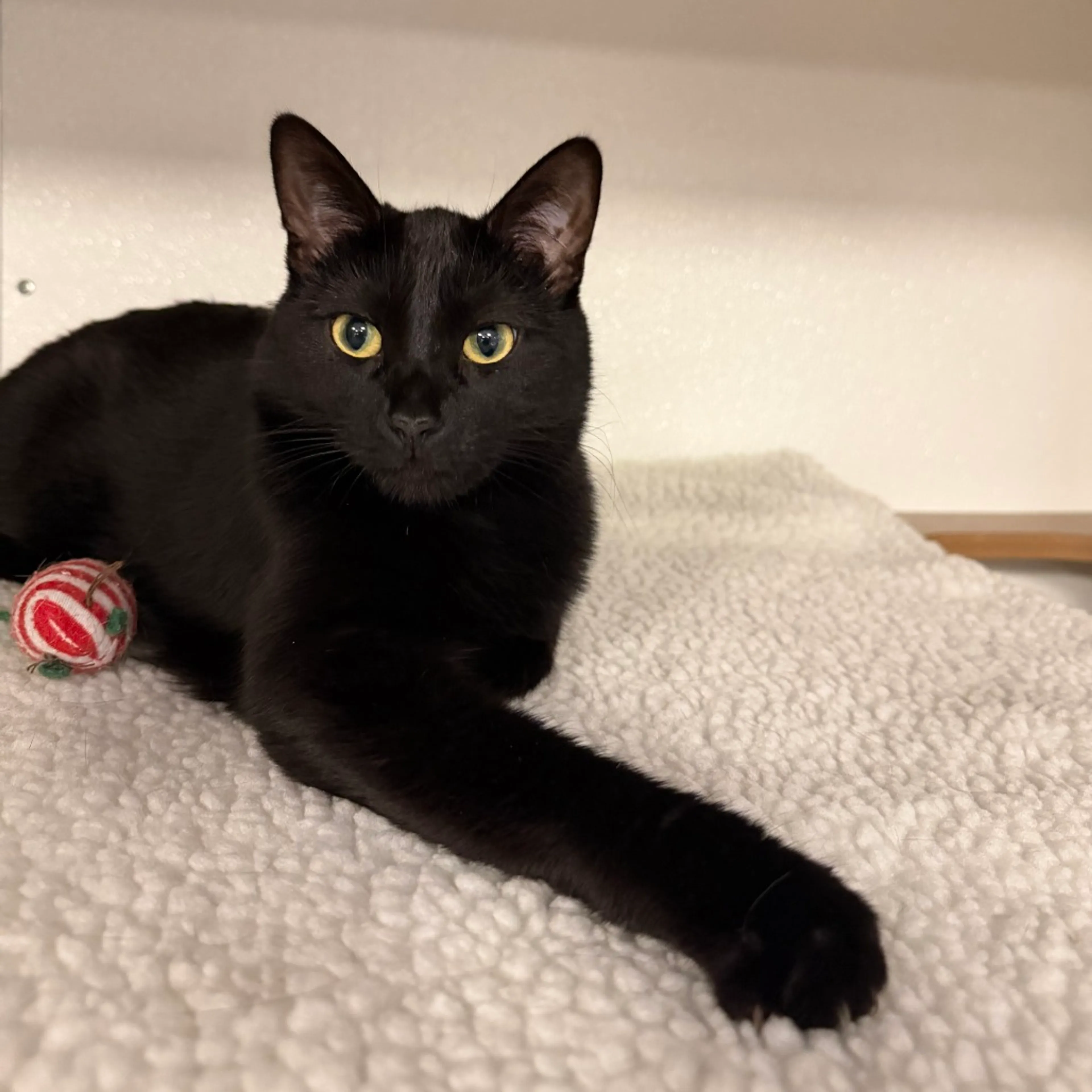 Found pet-1