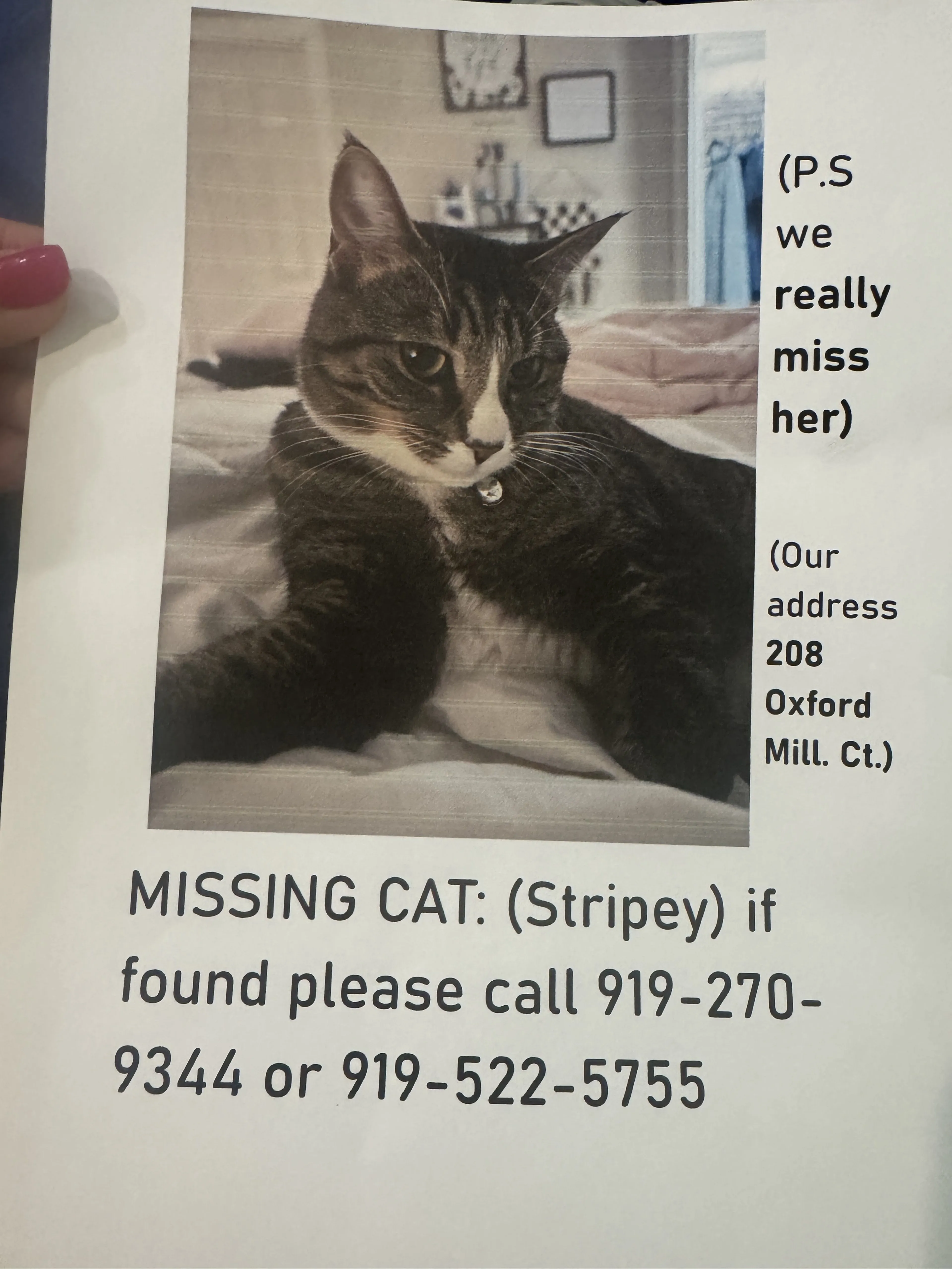 Lost pet