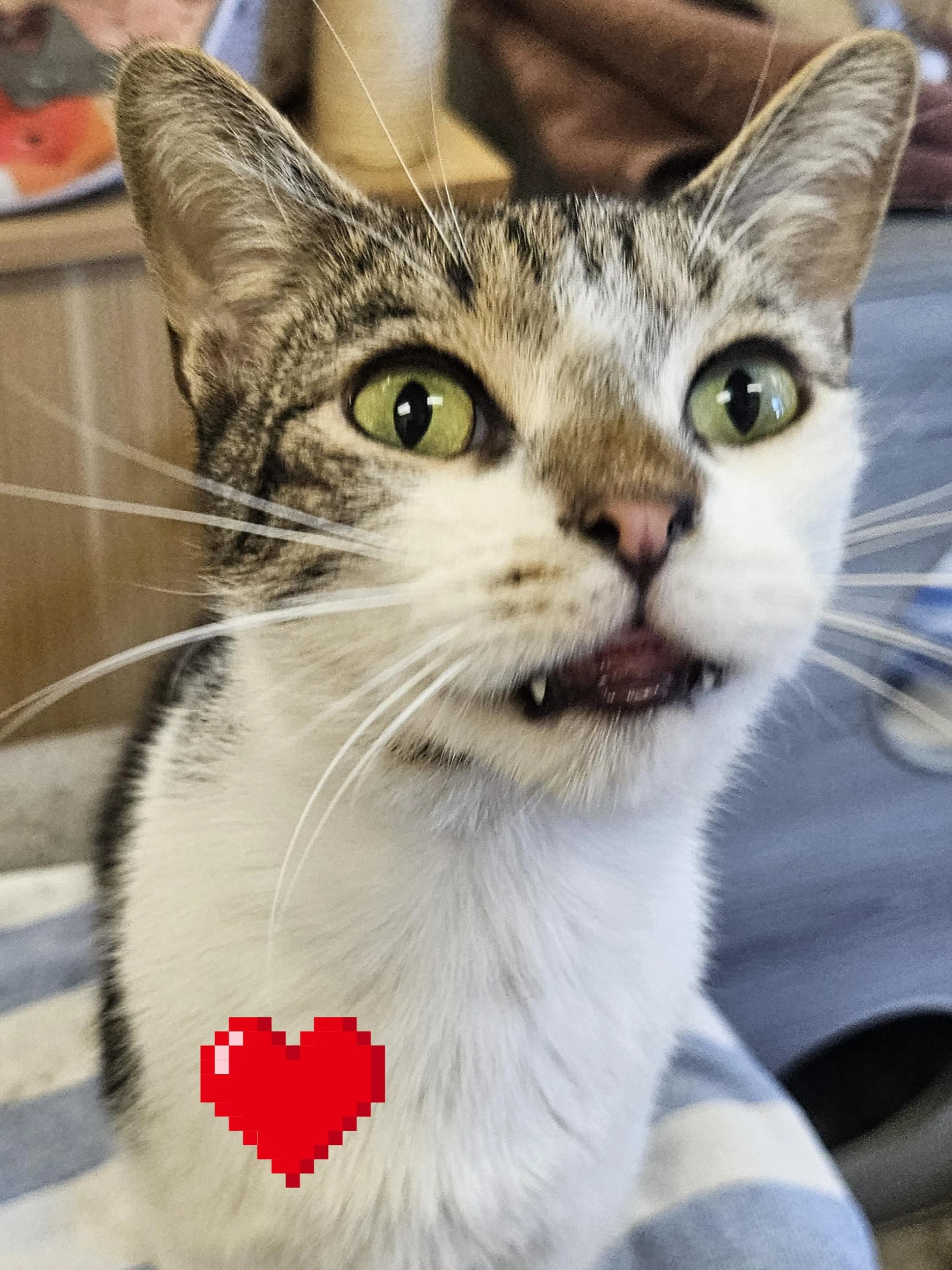 Found pet-2
