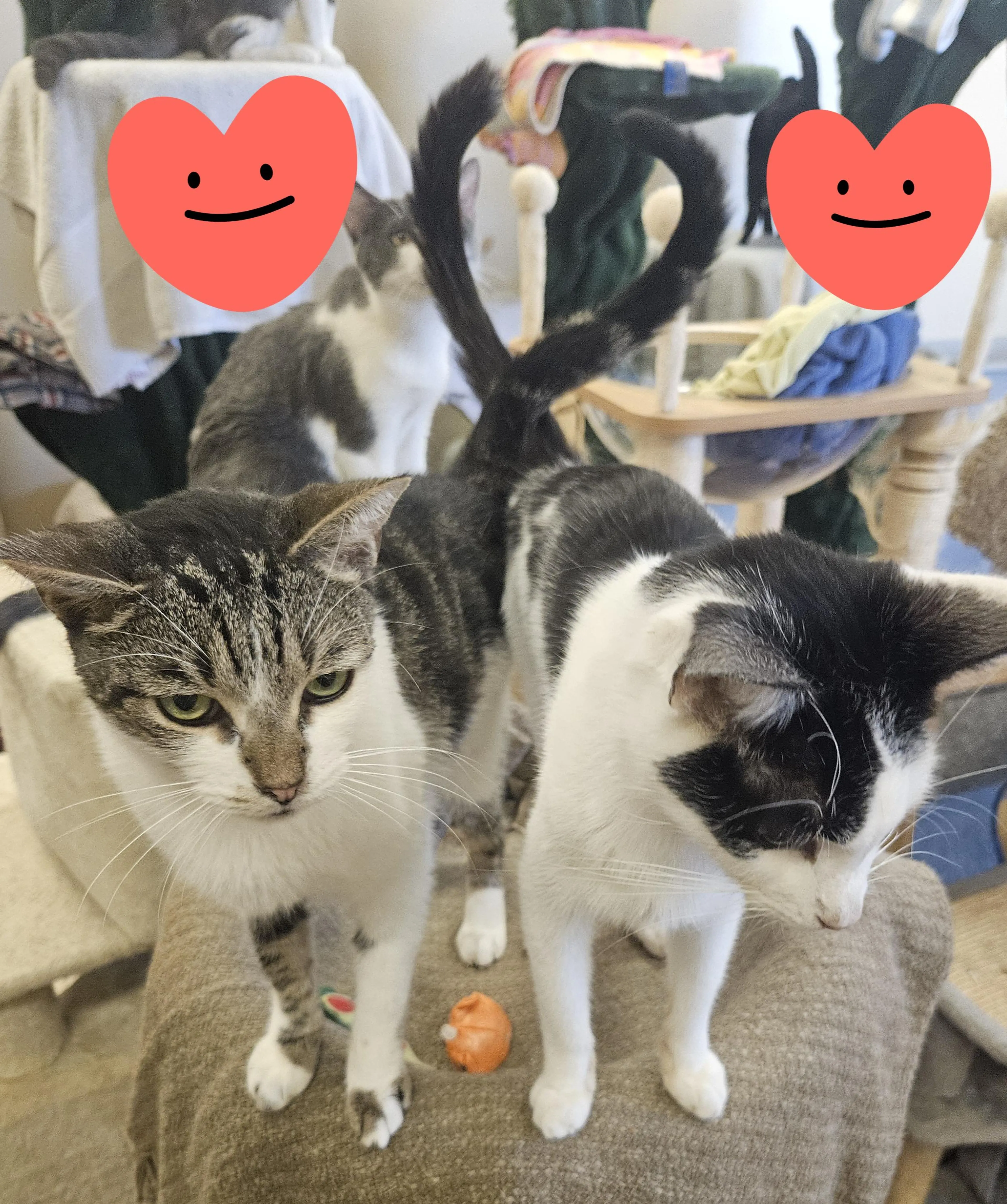 Found pet-4