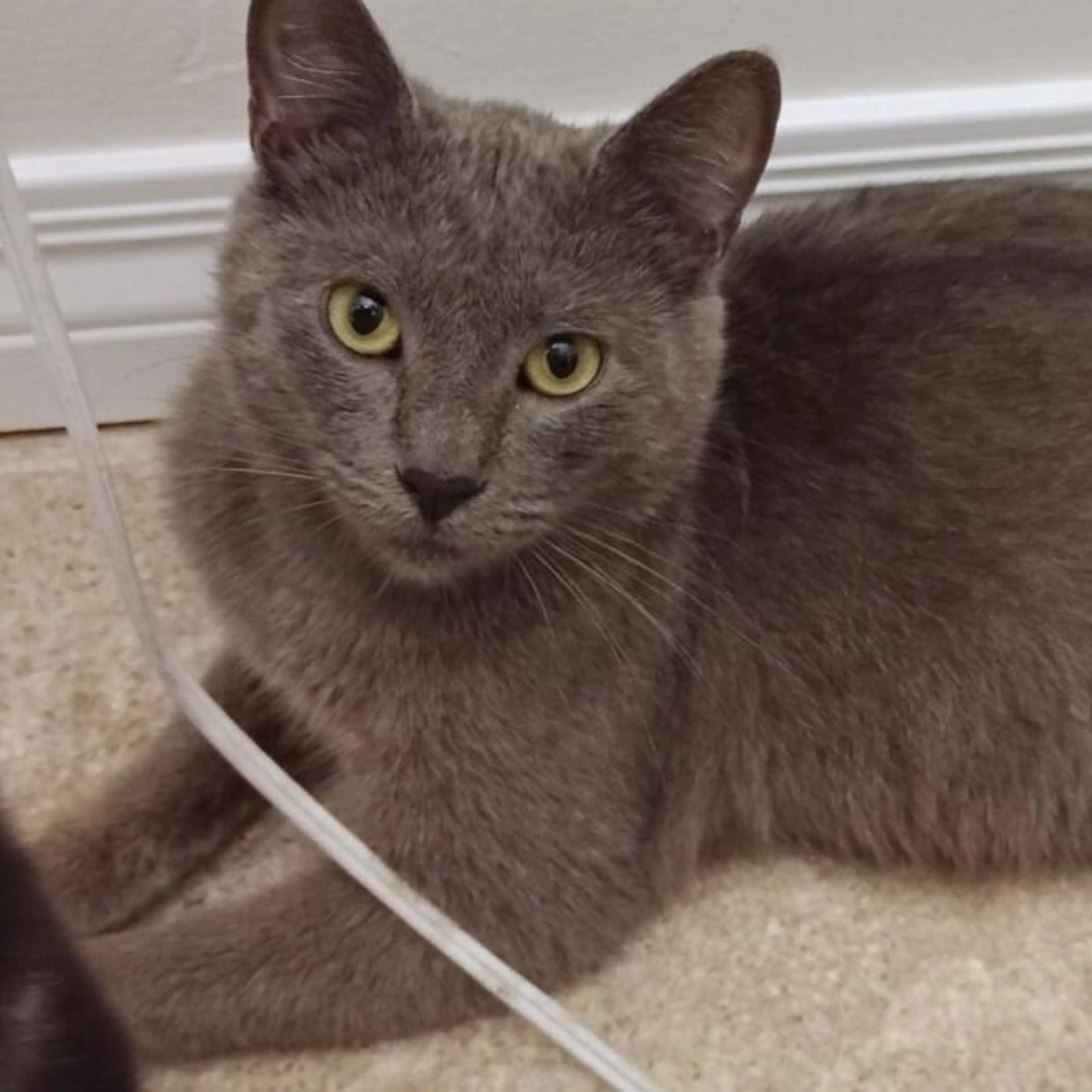 Found pet-1