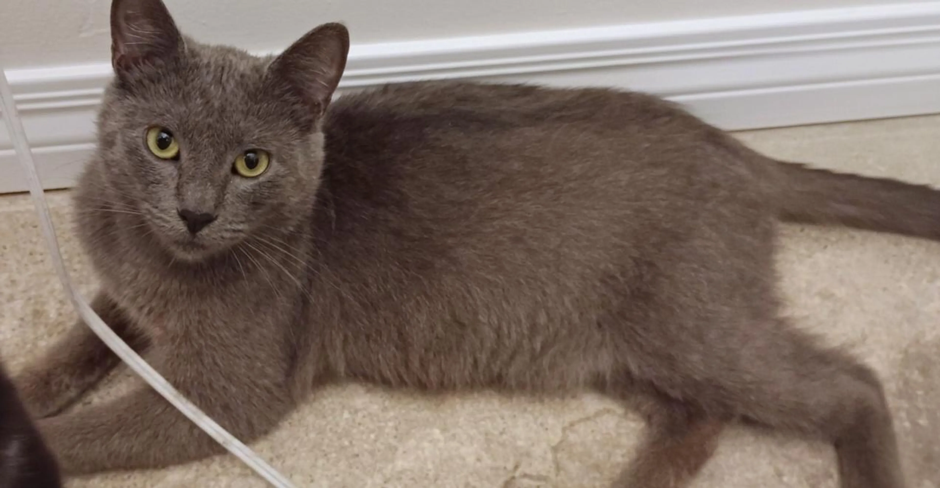 Found pet-0
