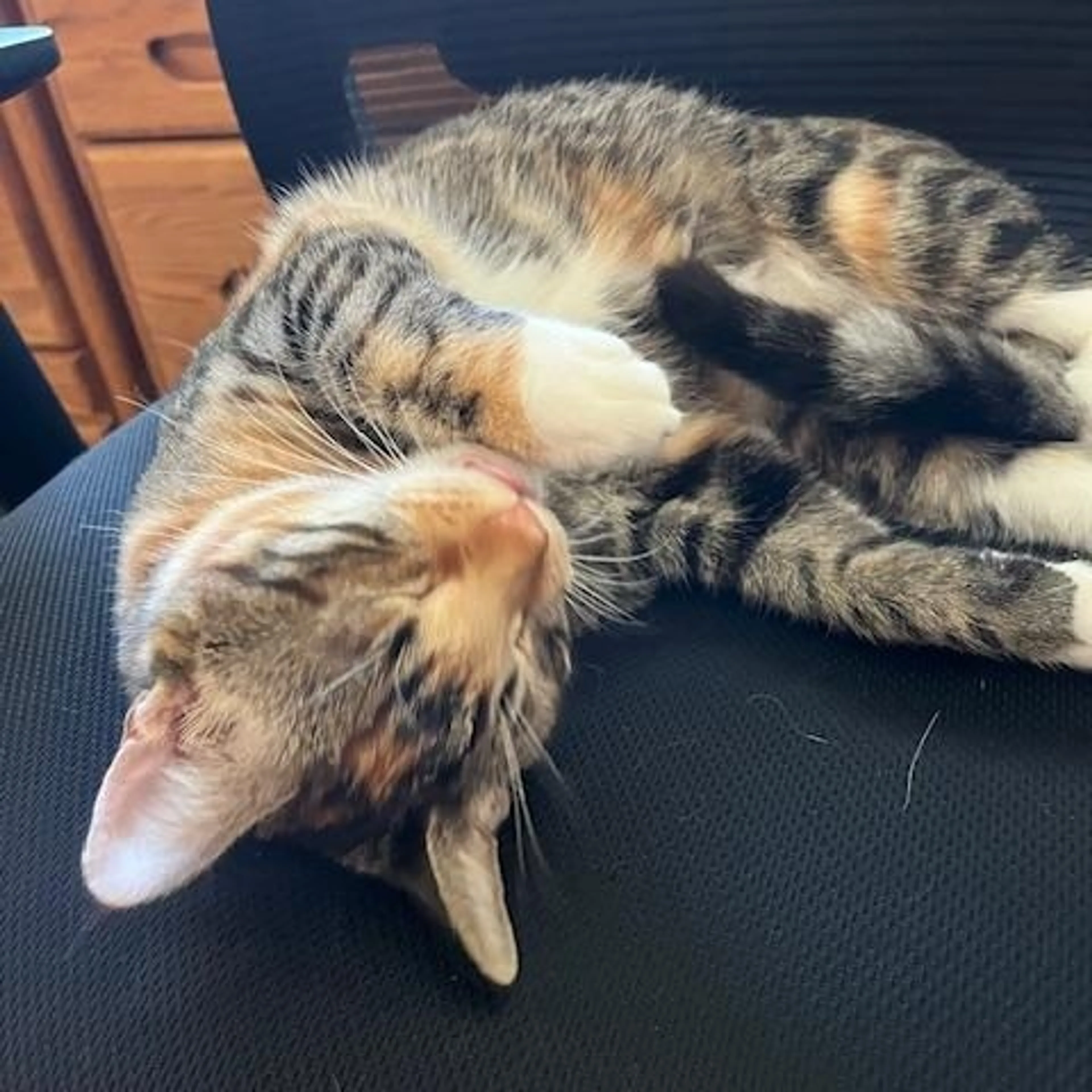 Found pet-4