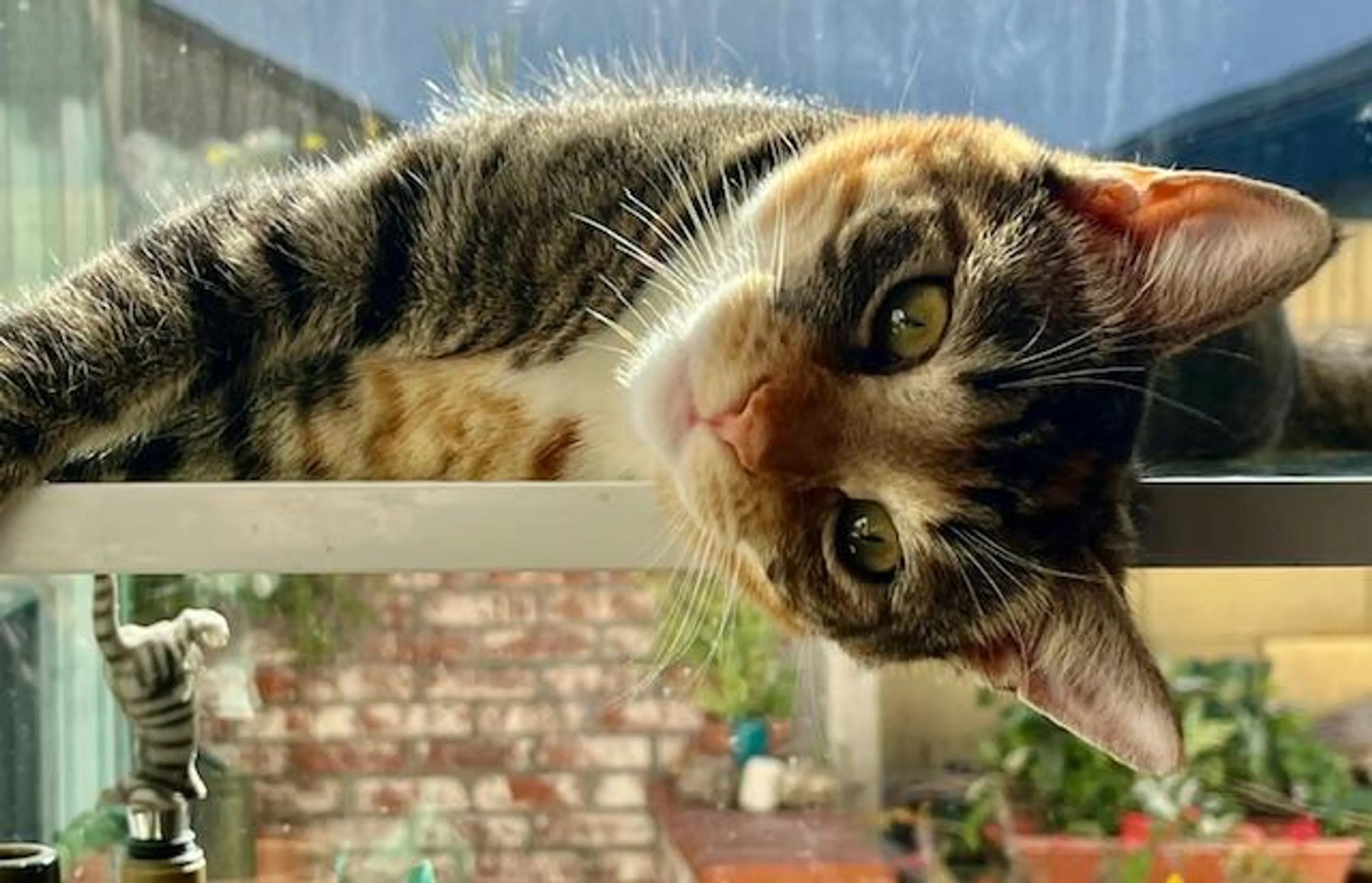 Found pet-1