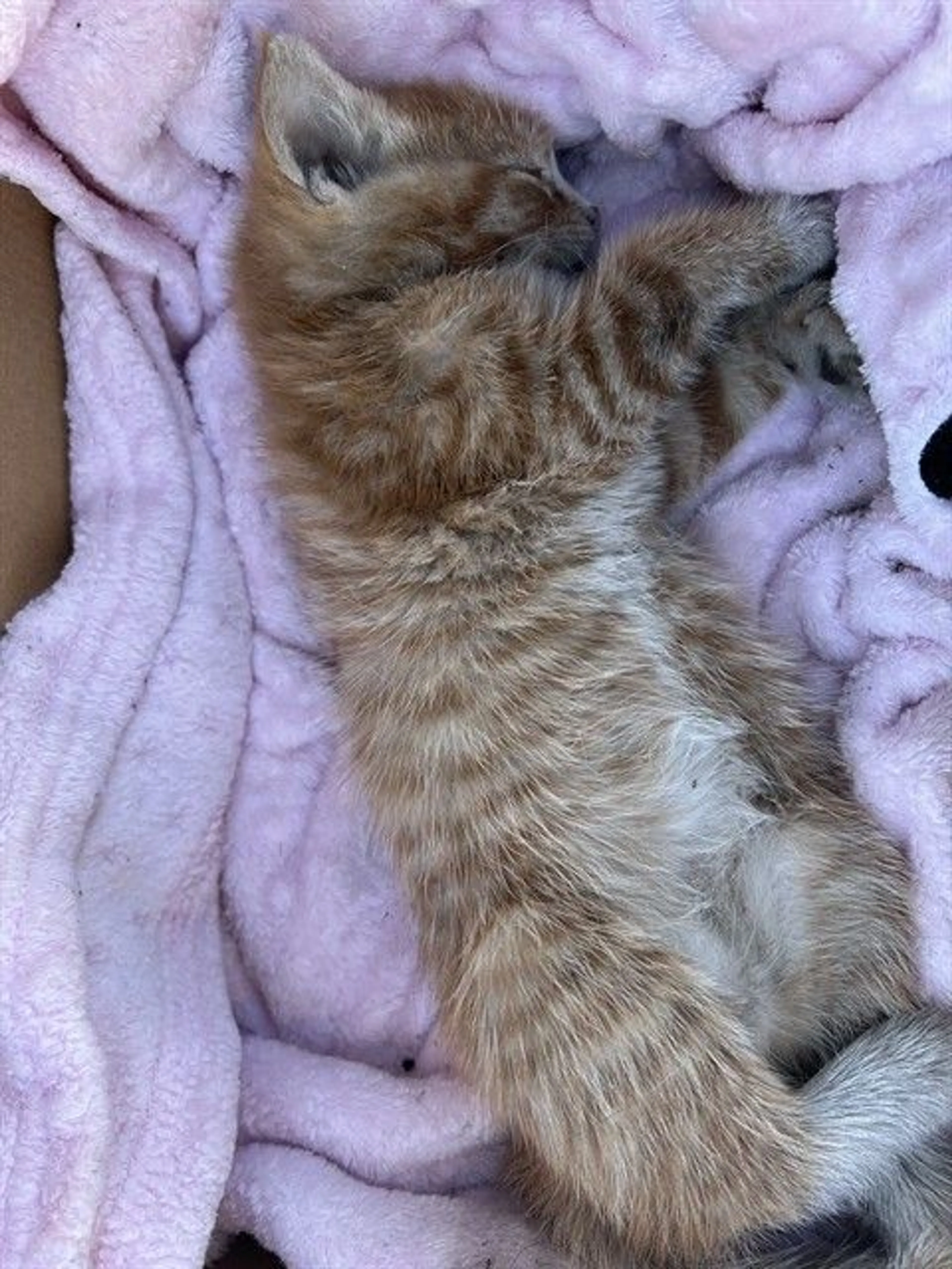 Found pet
