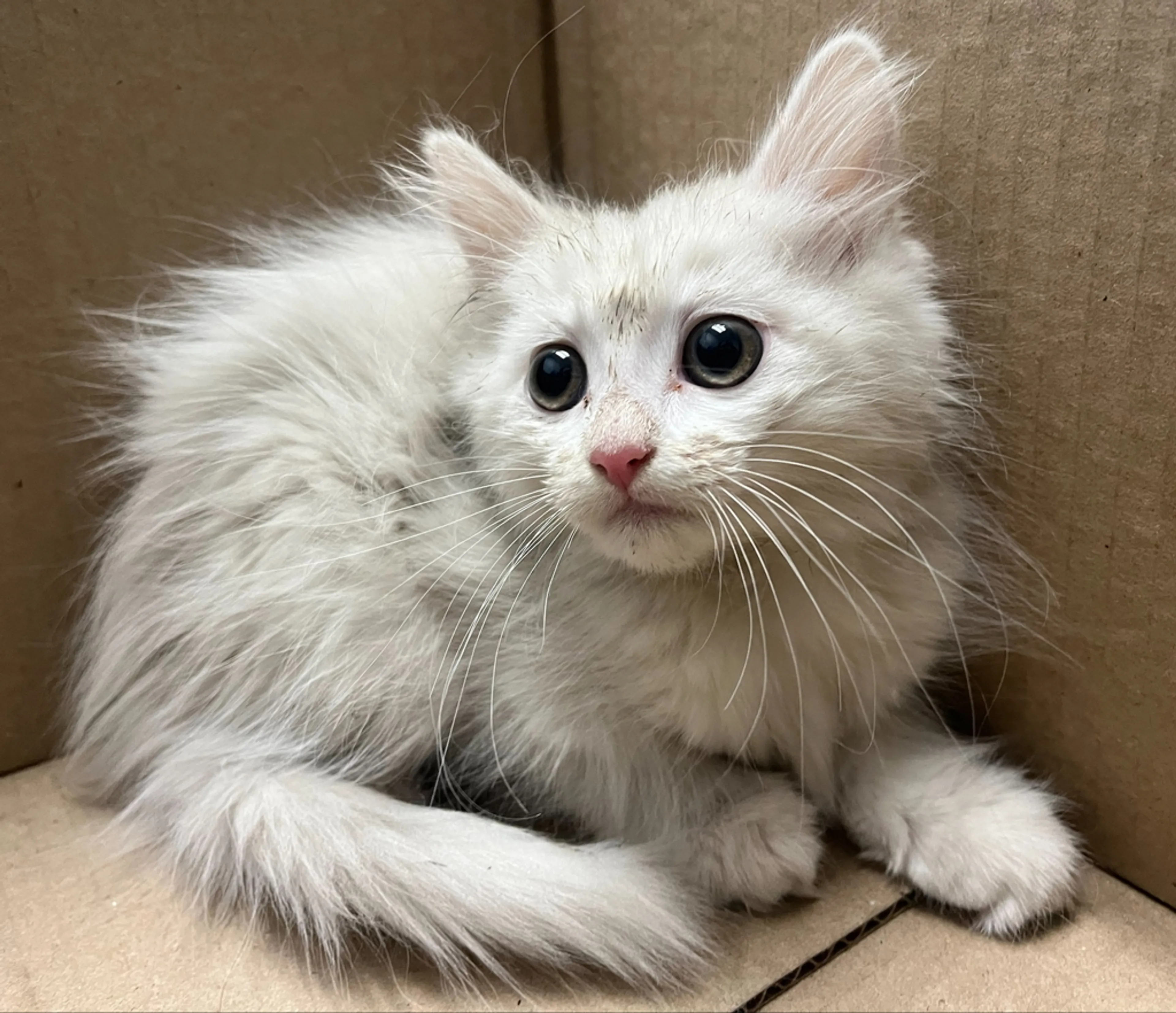 Found pet