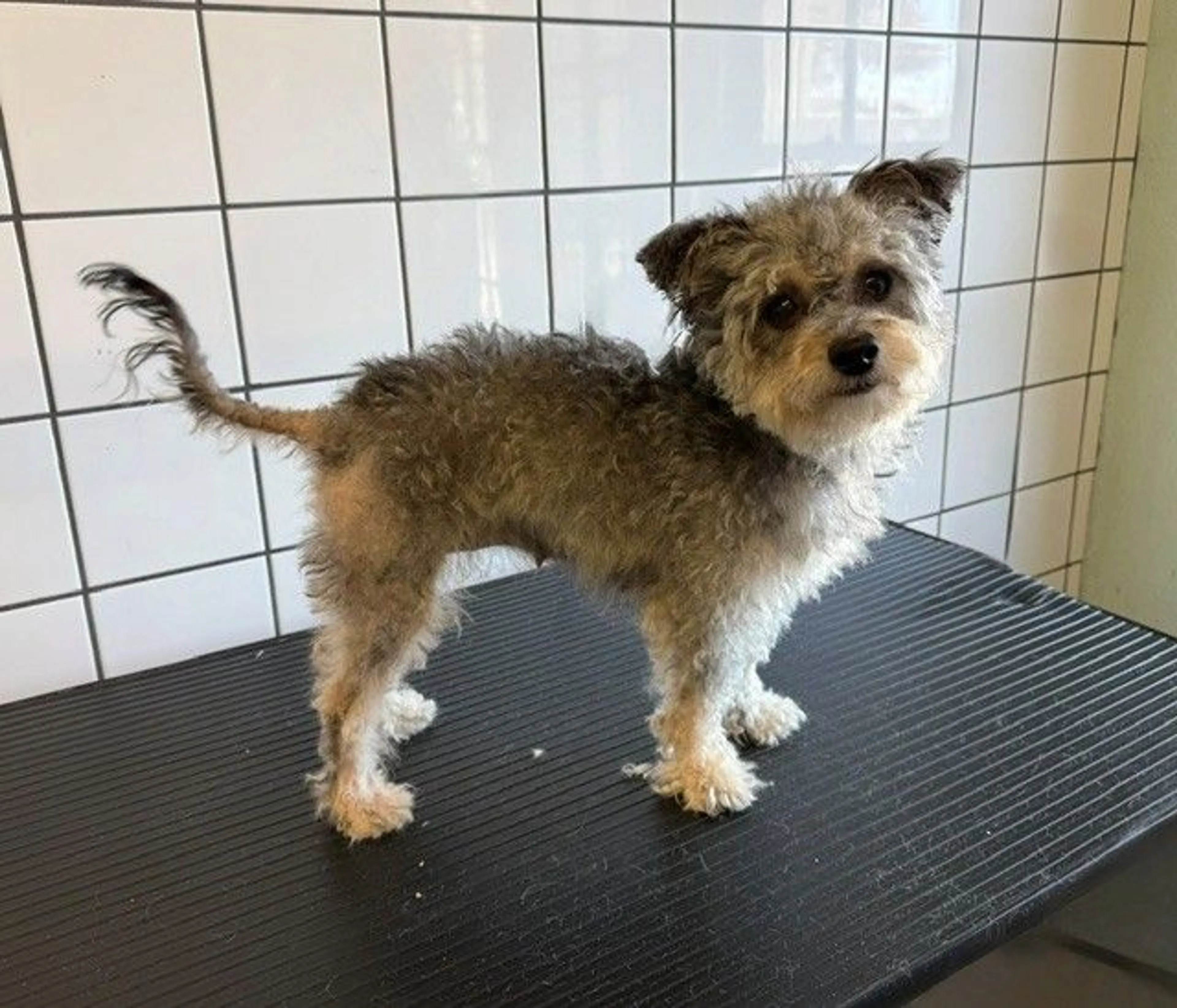 Found pet