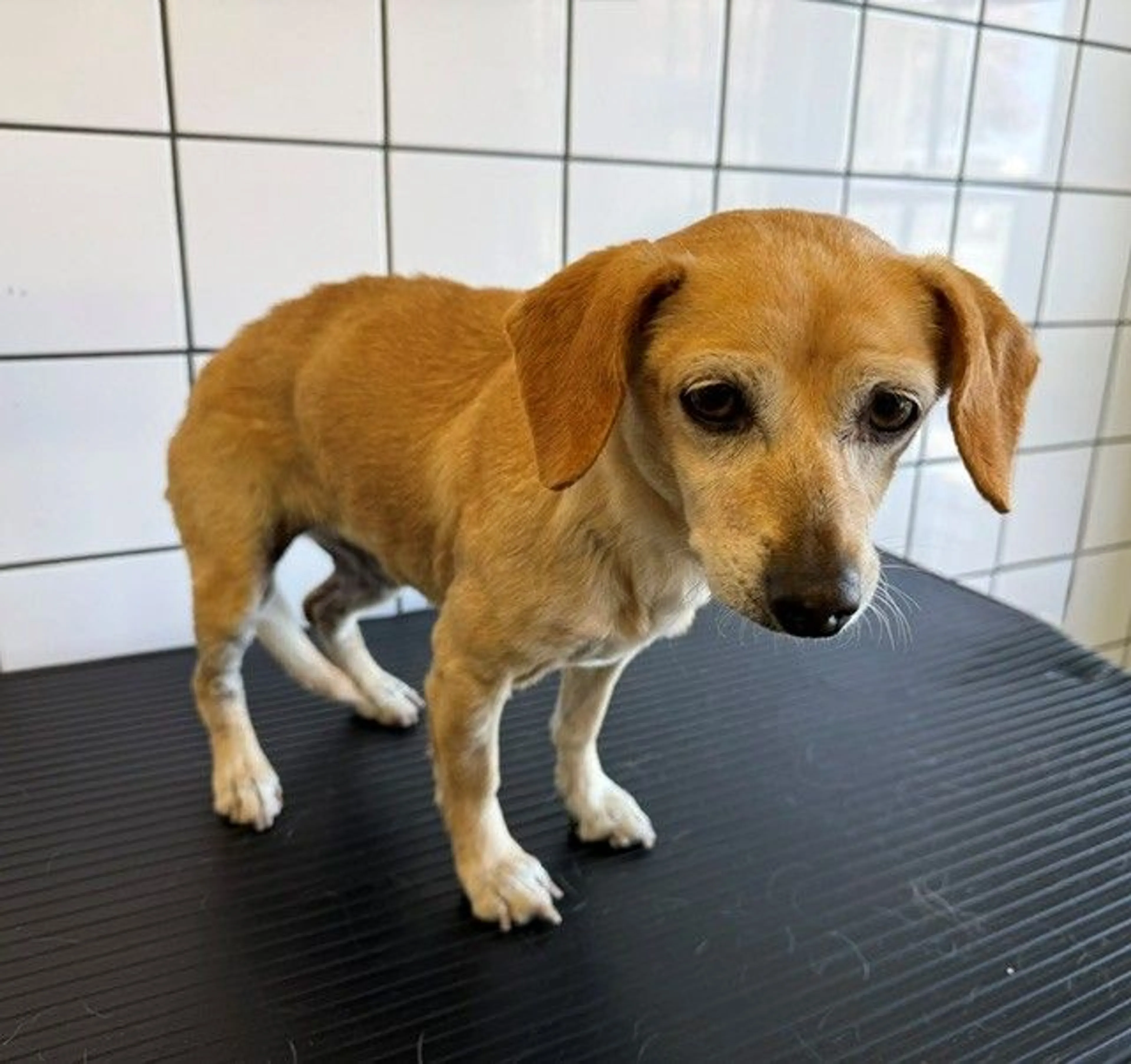 Found pet