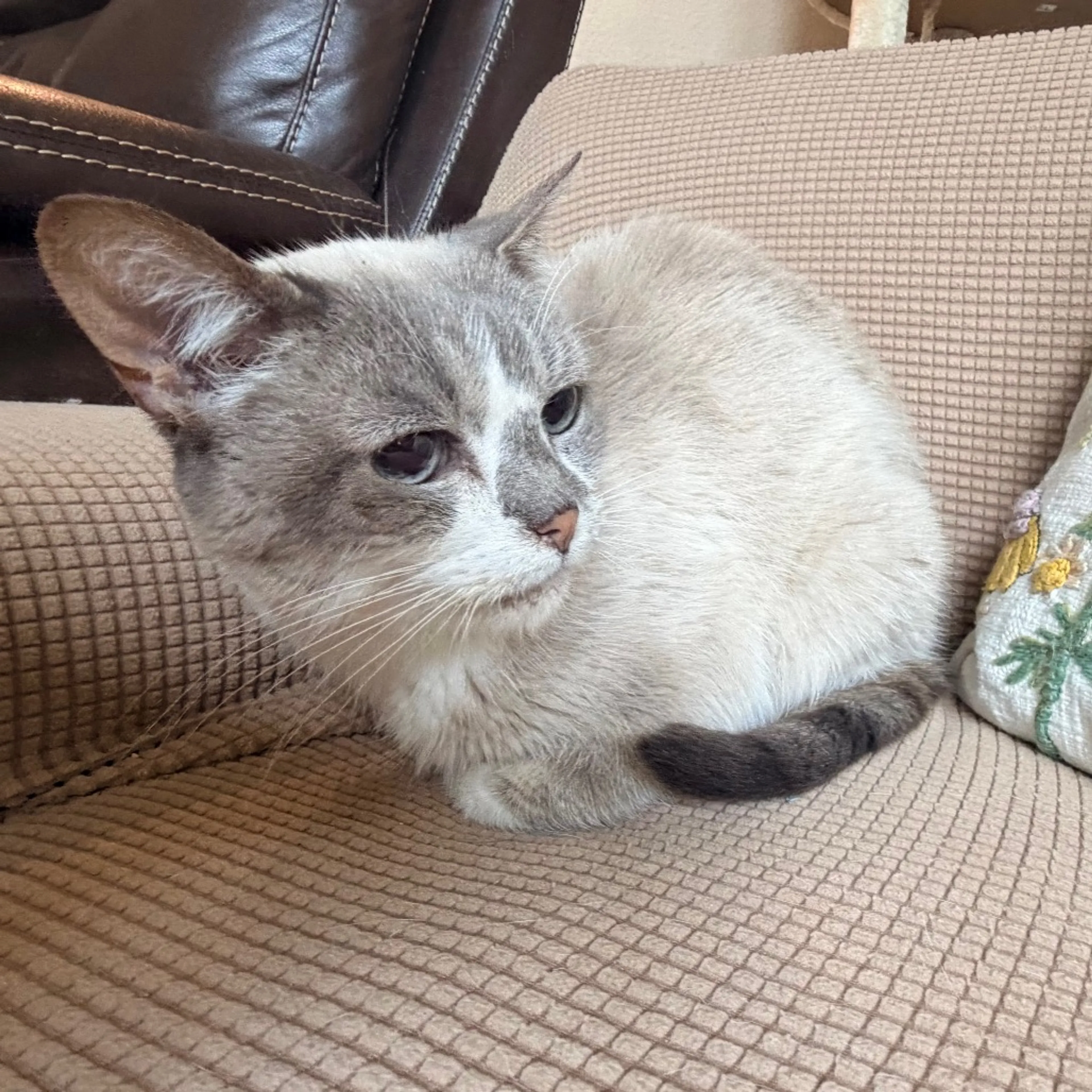 Found pet-3