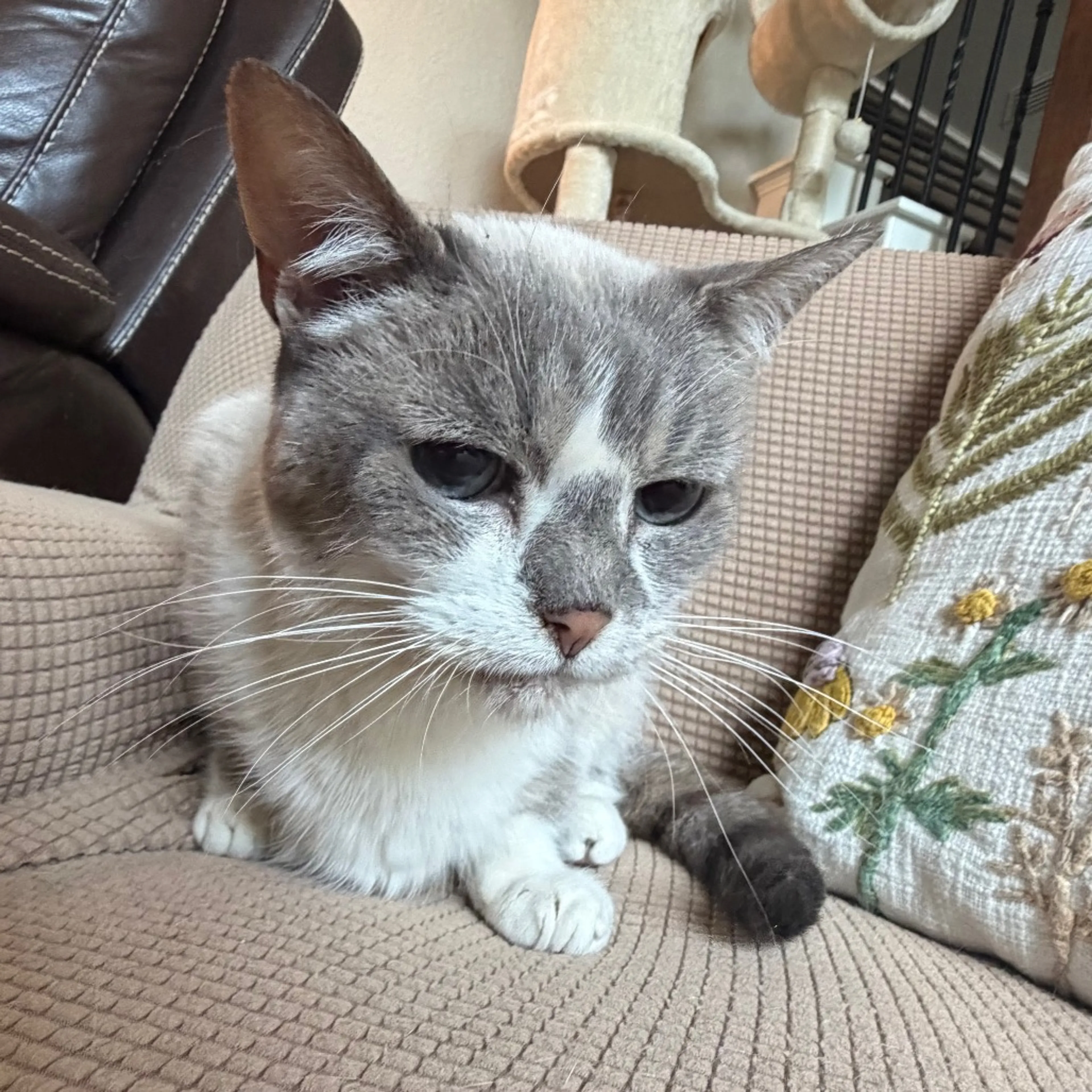 Found pet-4