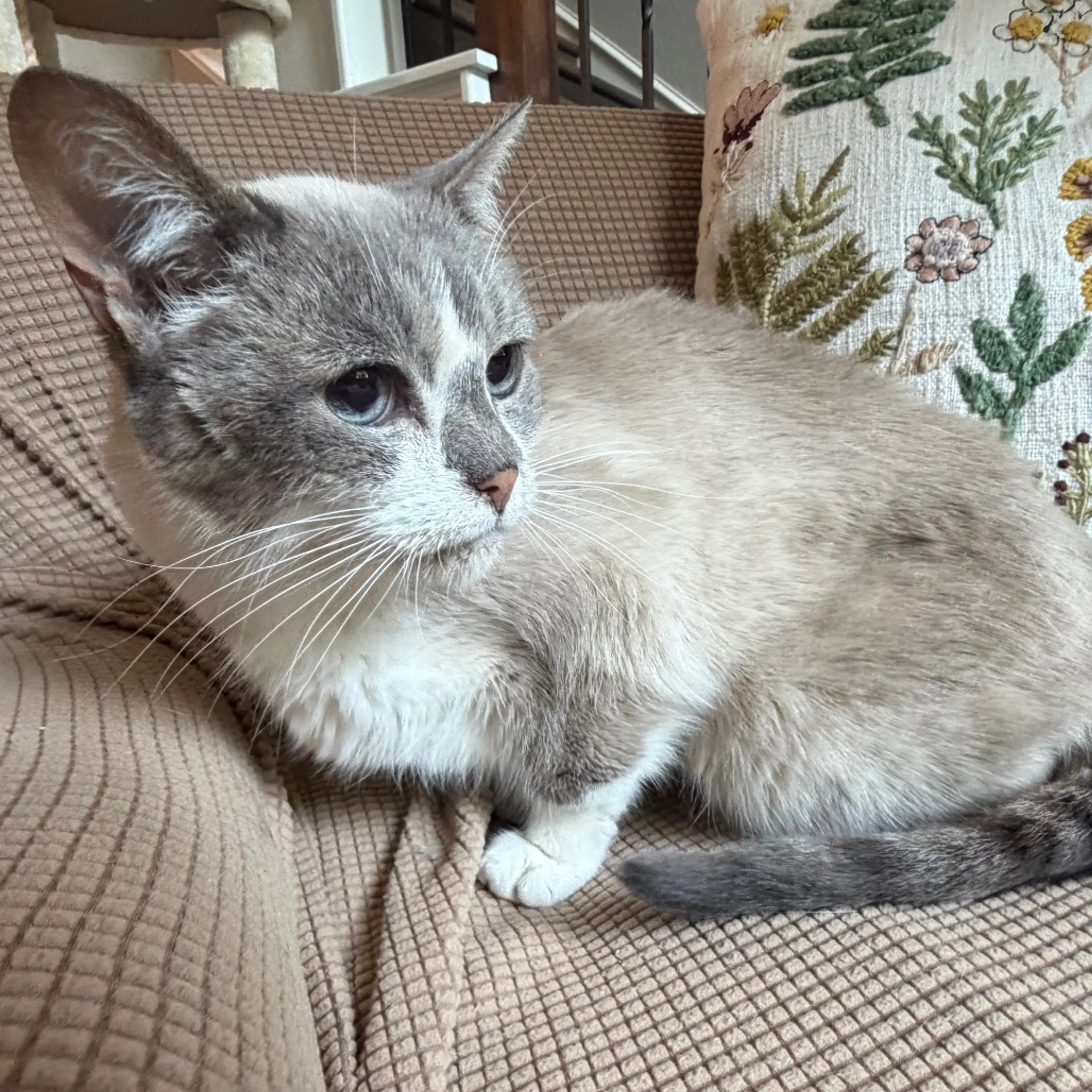 Found pet-1