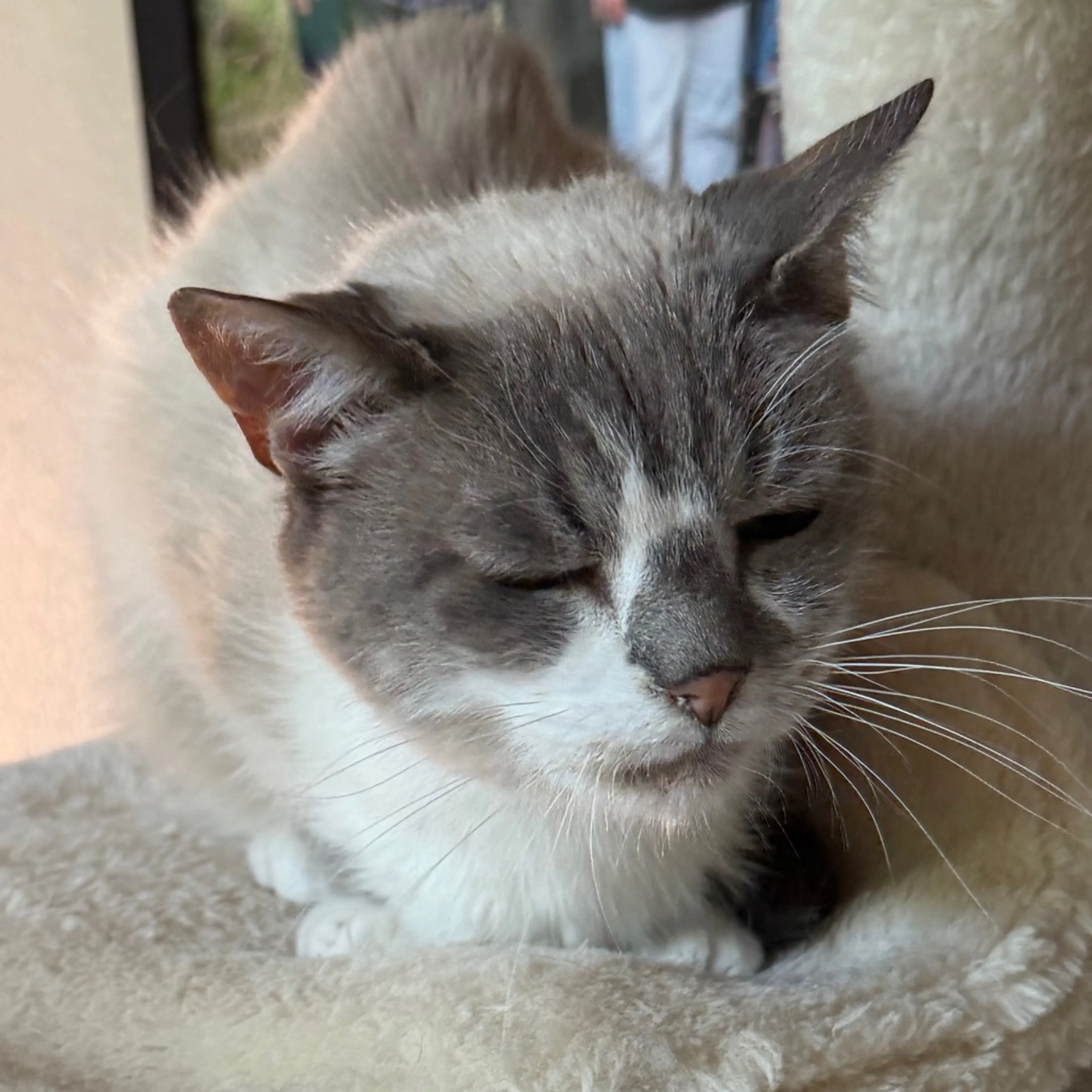 Found pet-2