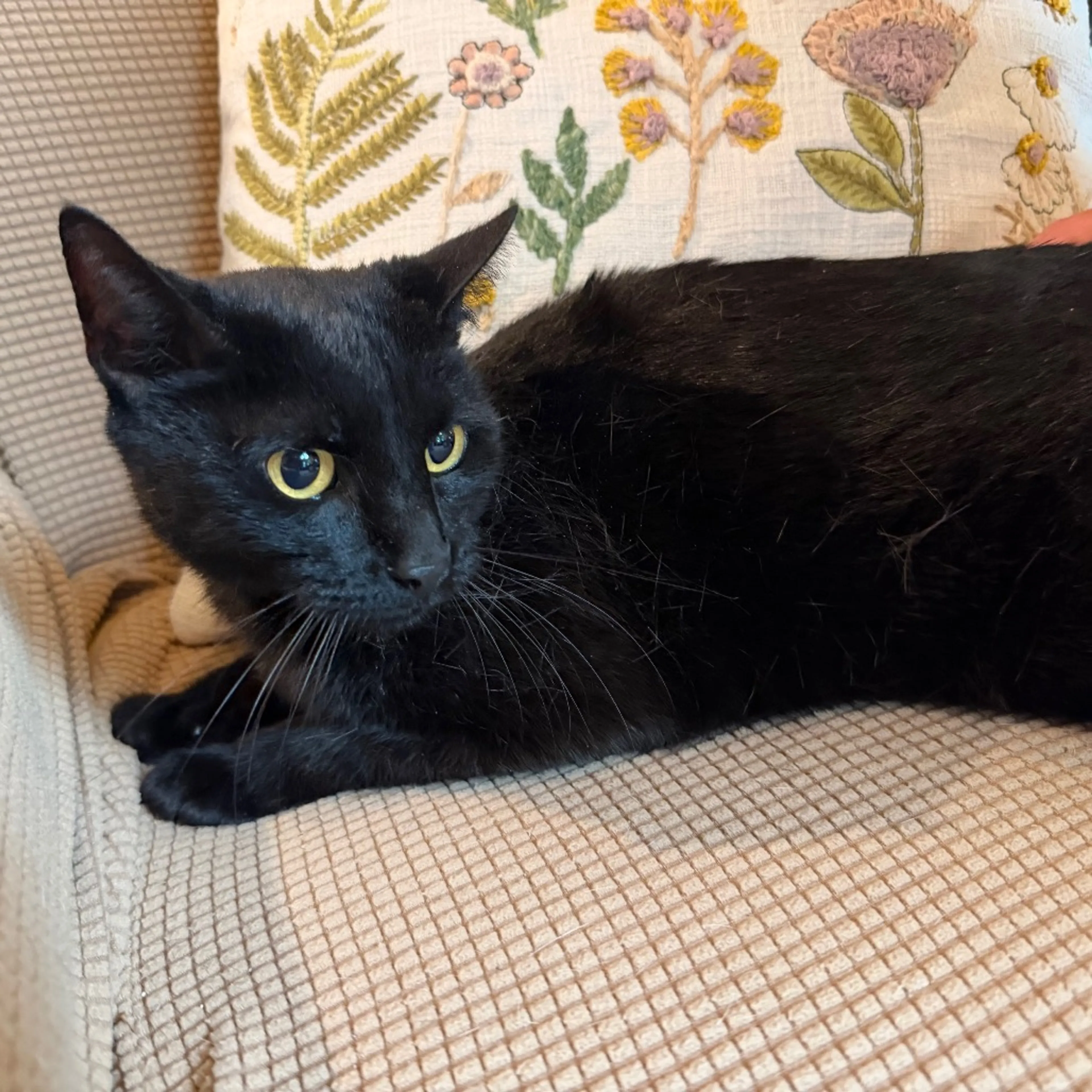 Found pet-1