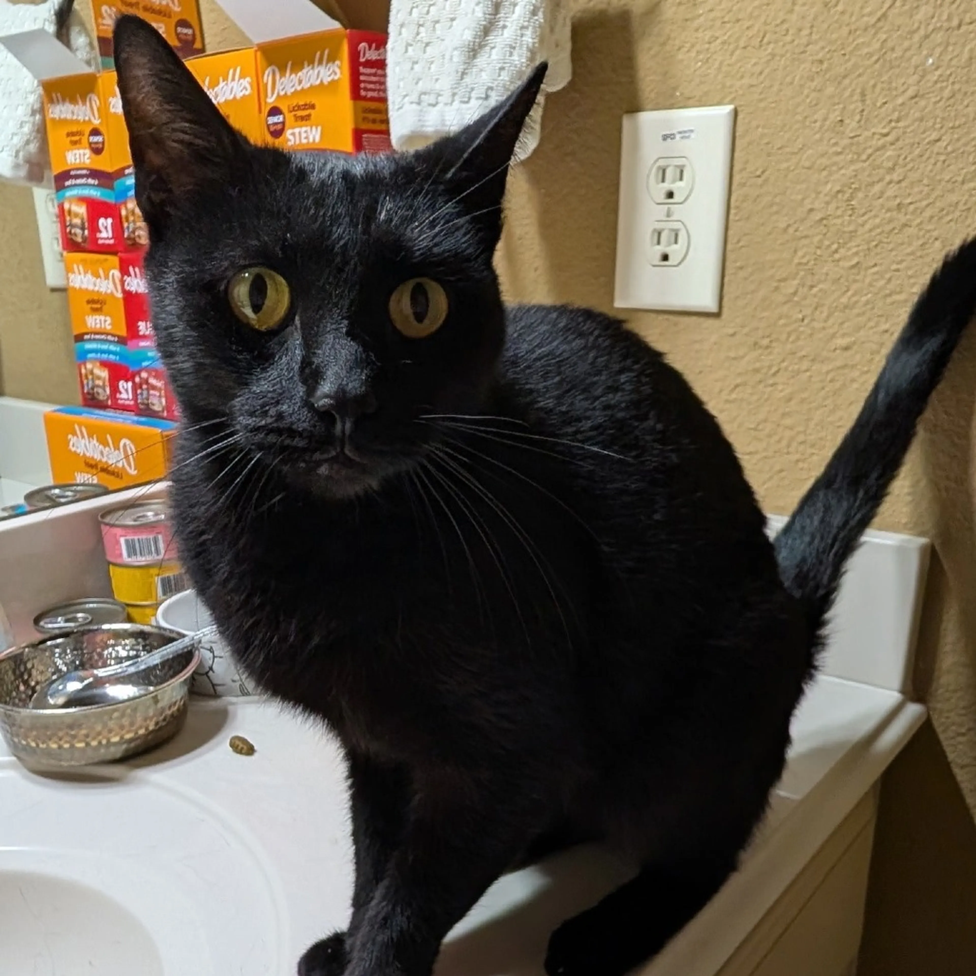 Found pet-2