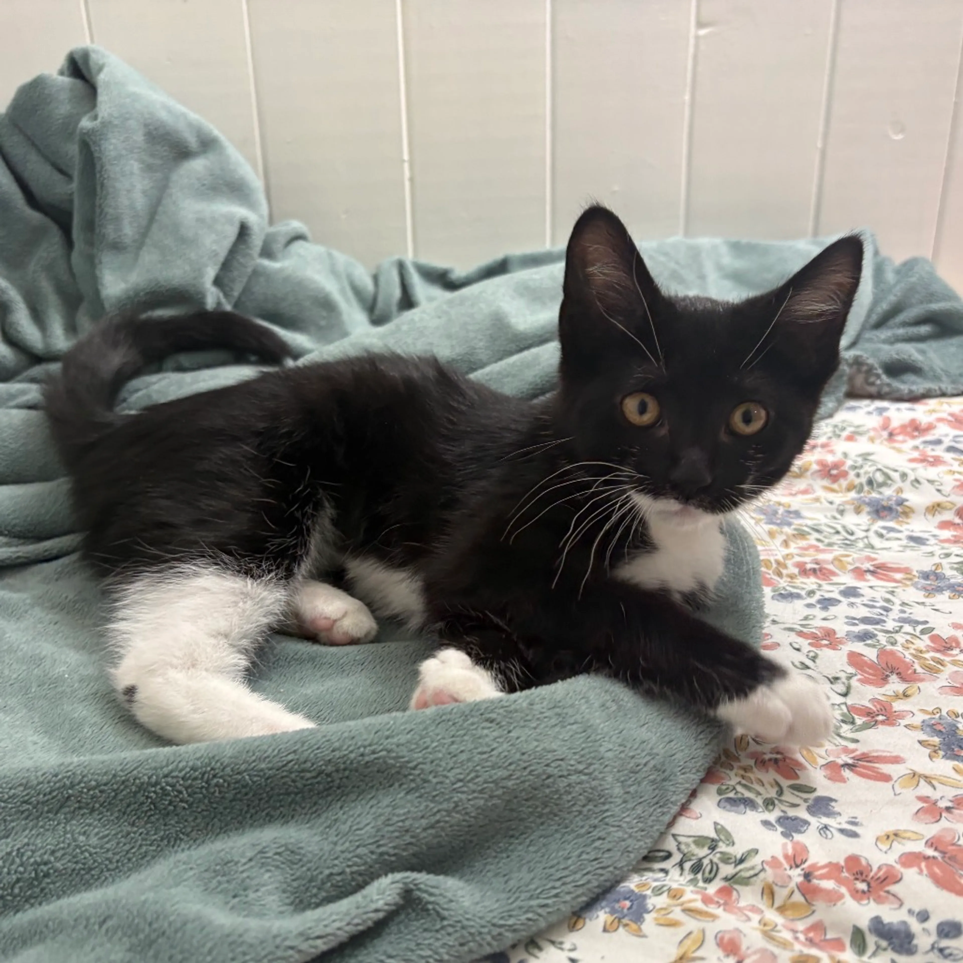 Found pet