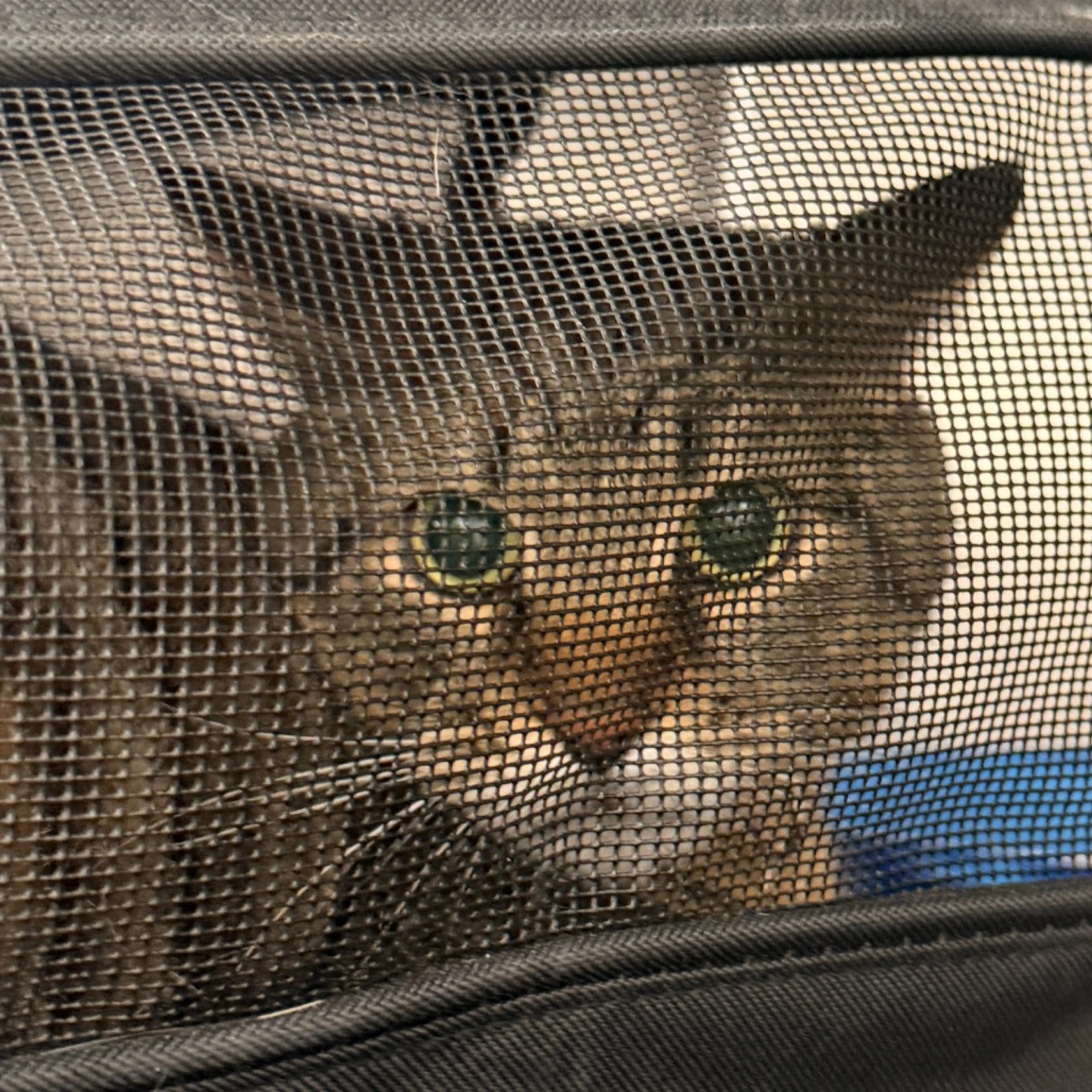 Found pet