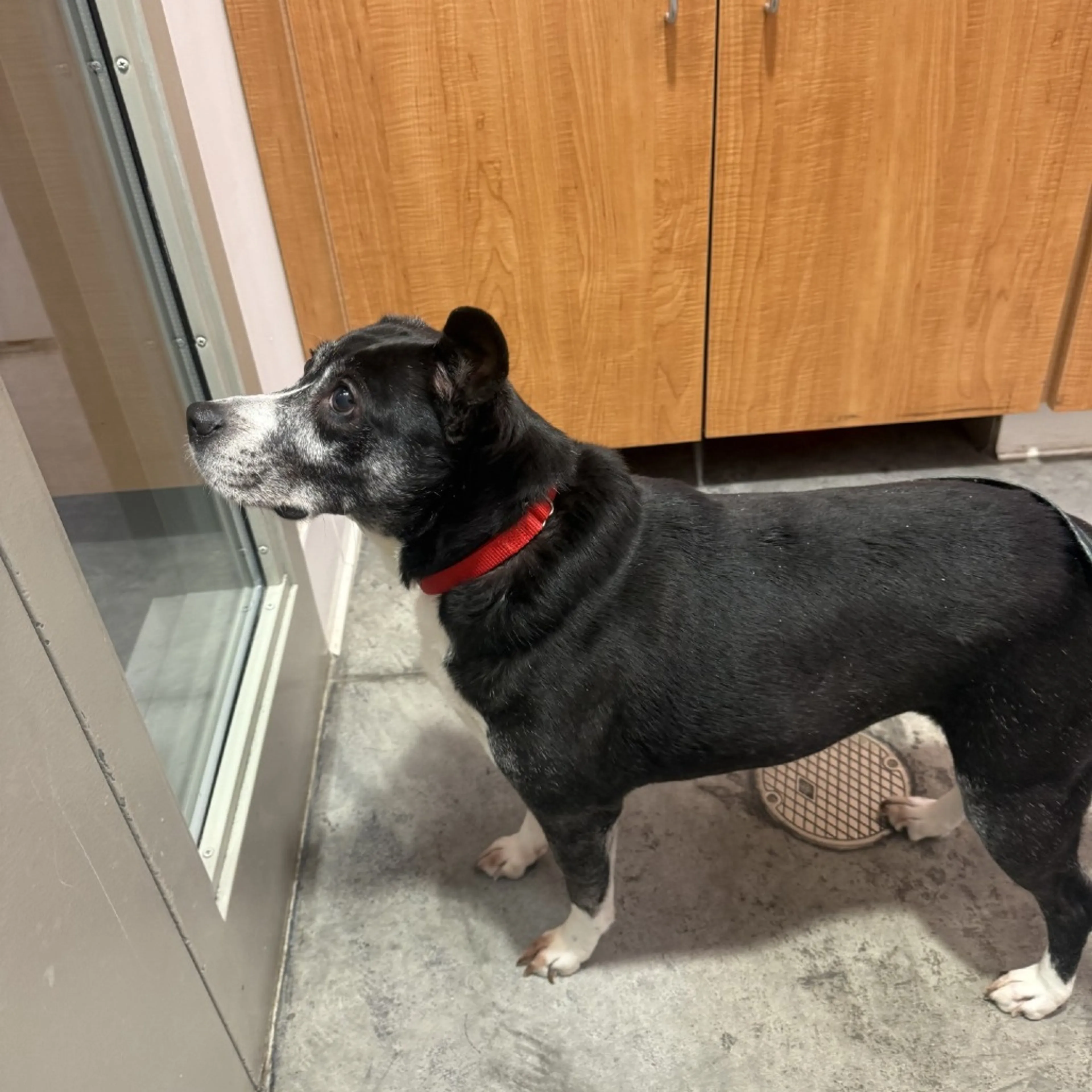 Found pet-3