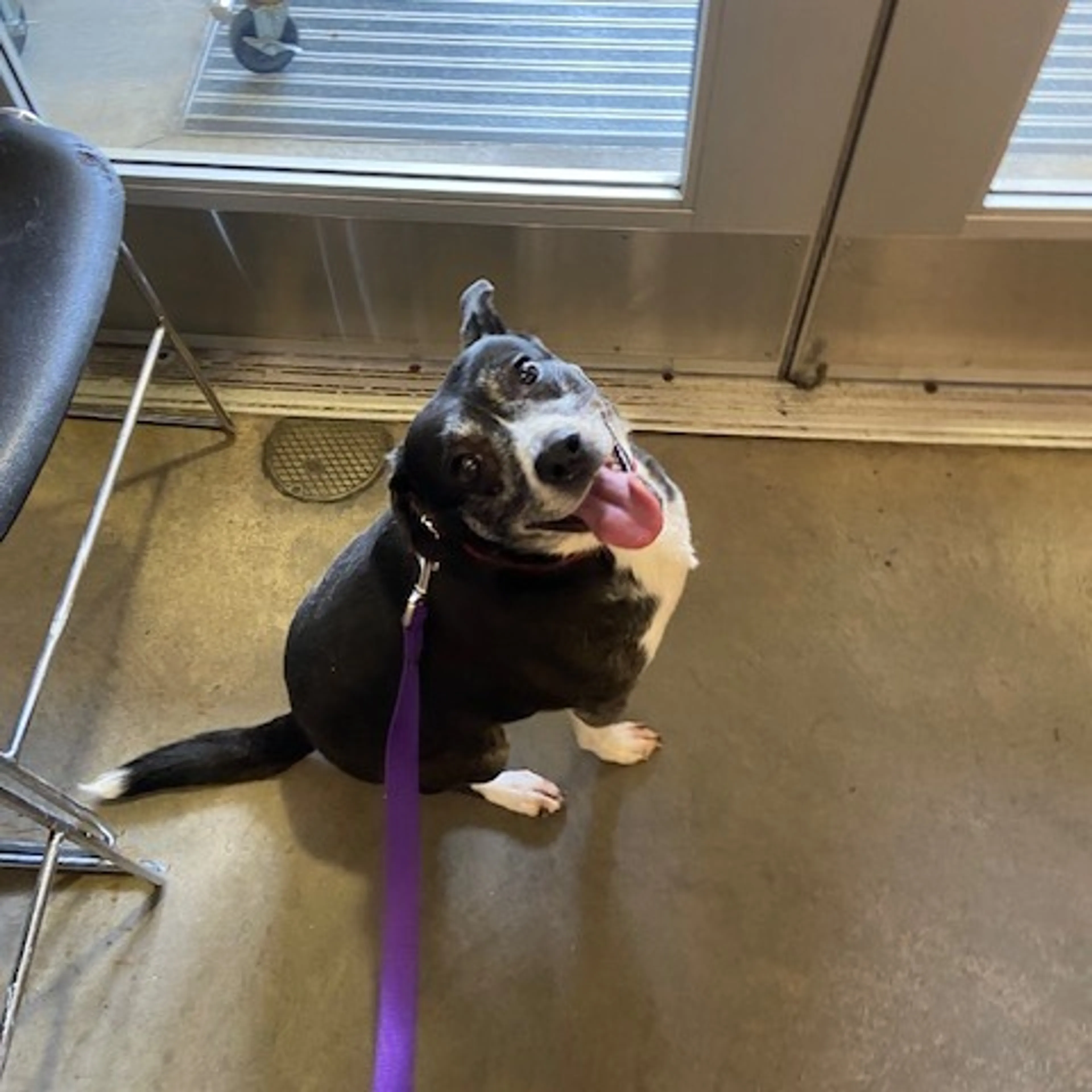Found pet-1