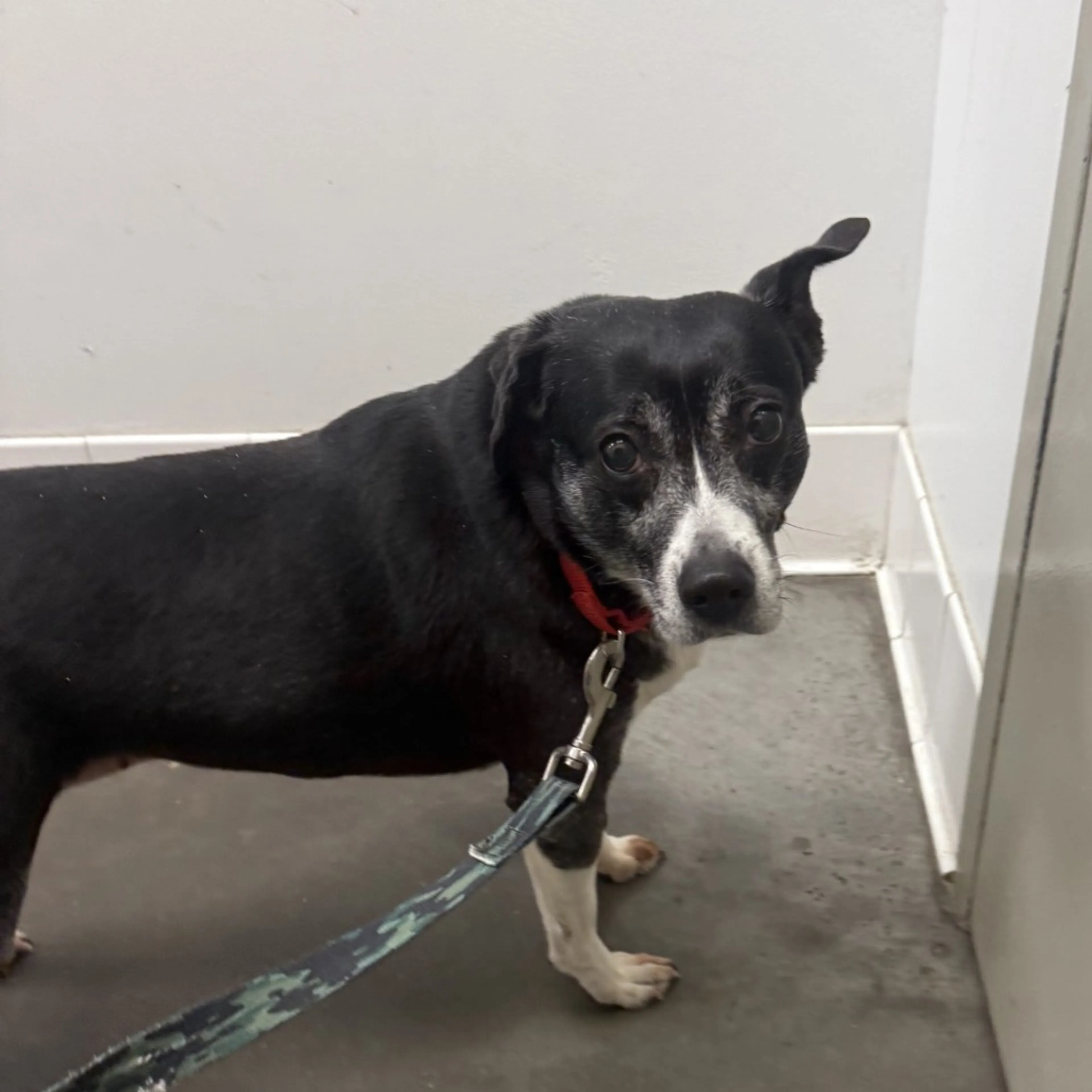 Found pet-2