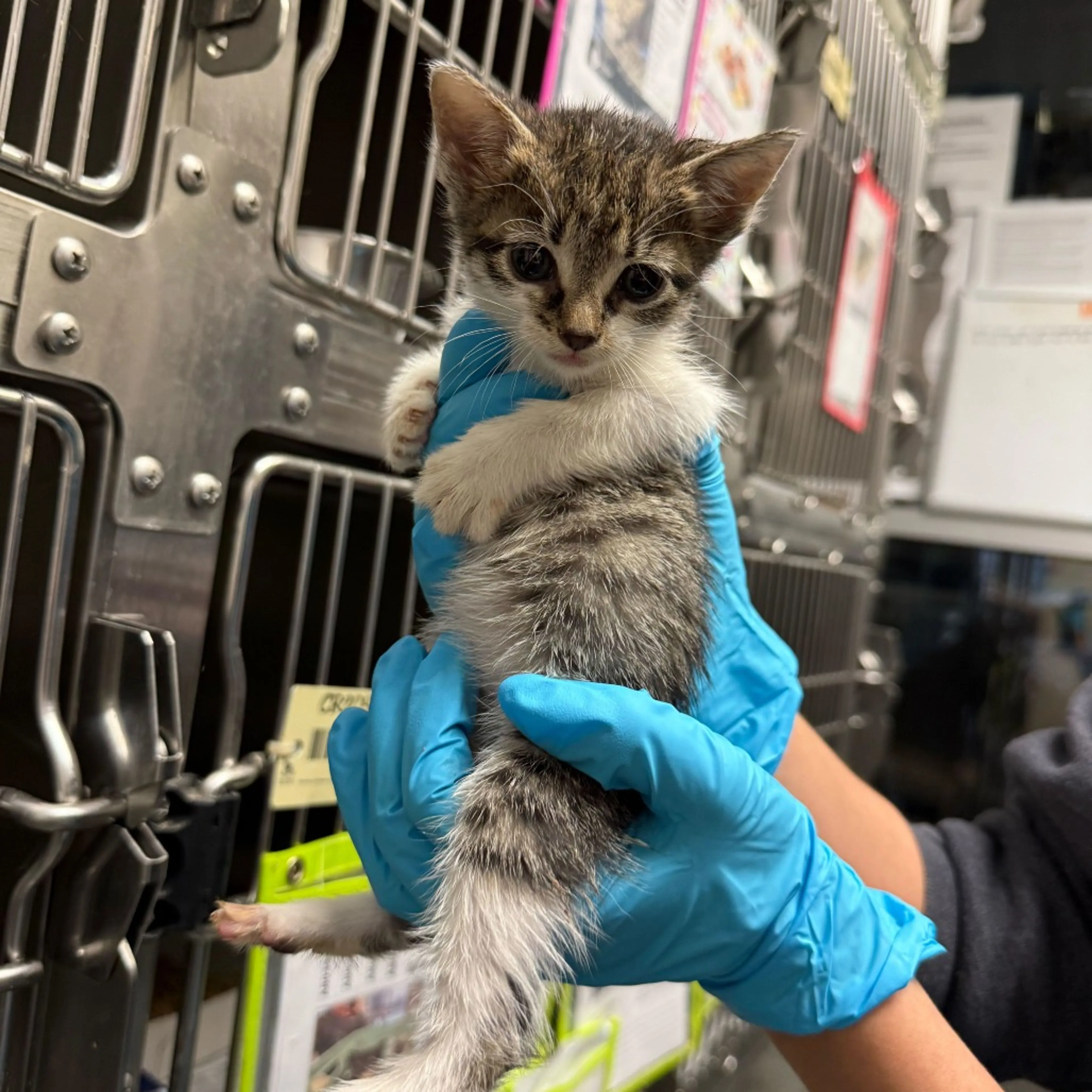Found pet