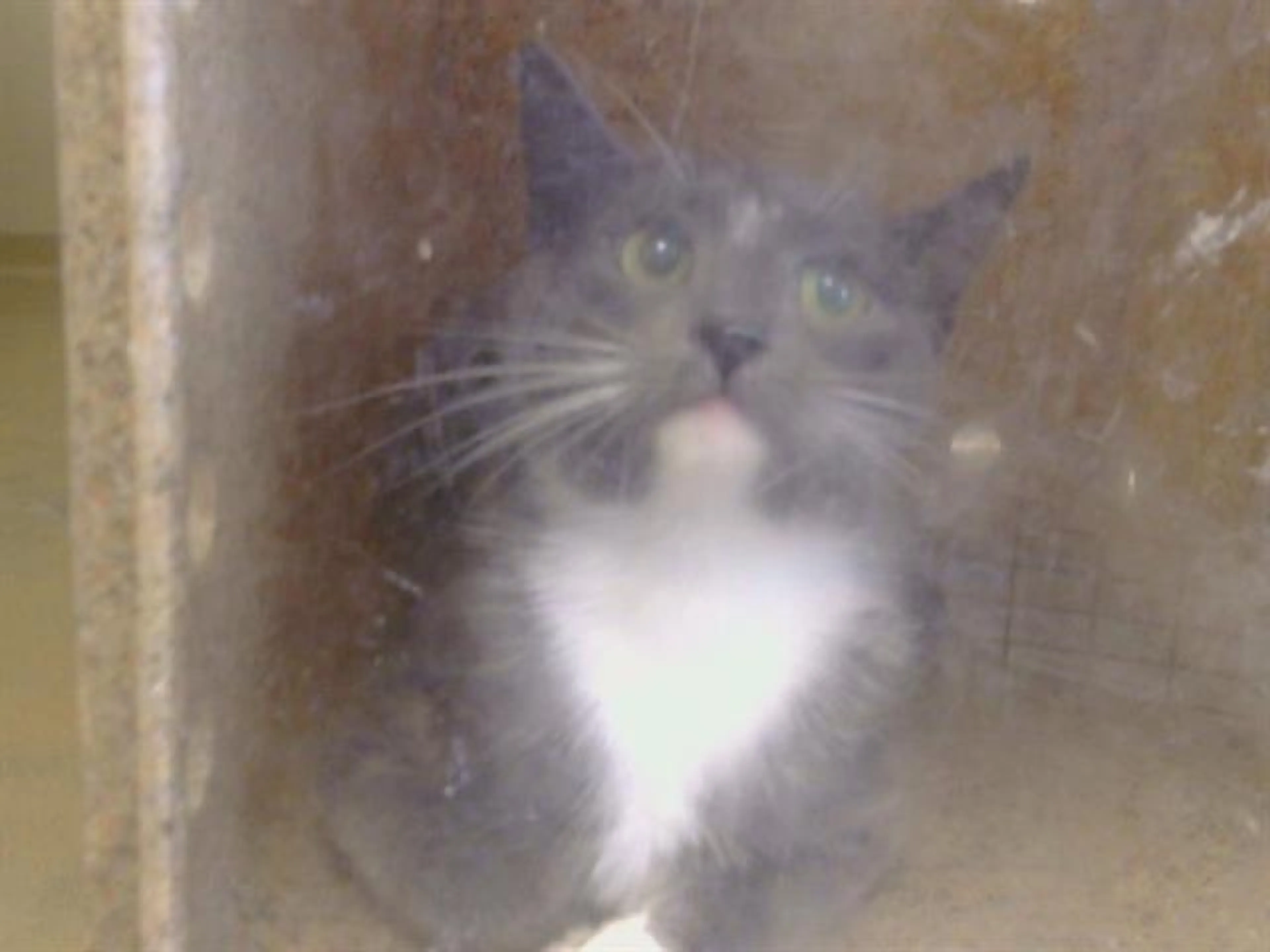 Found pet