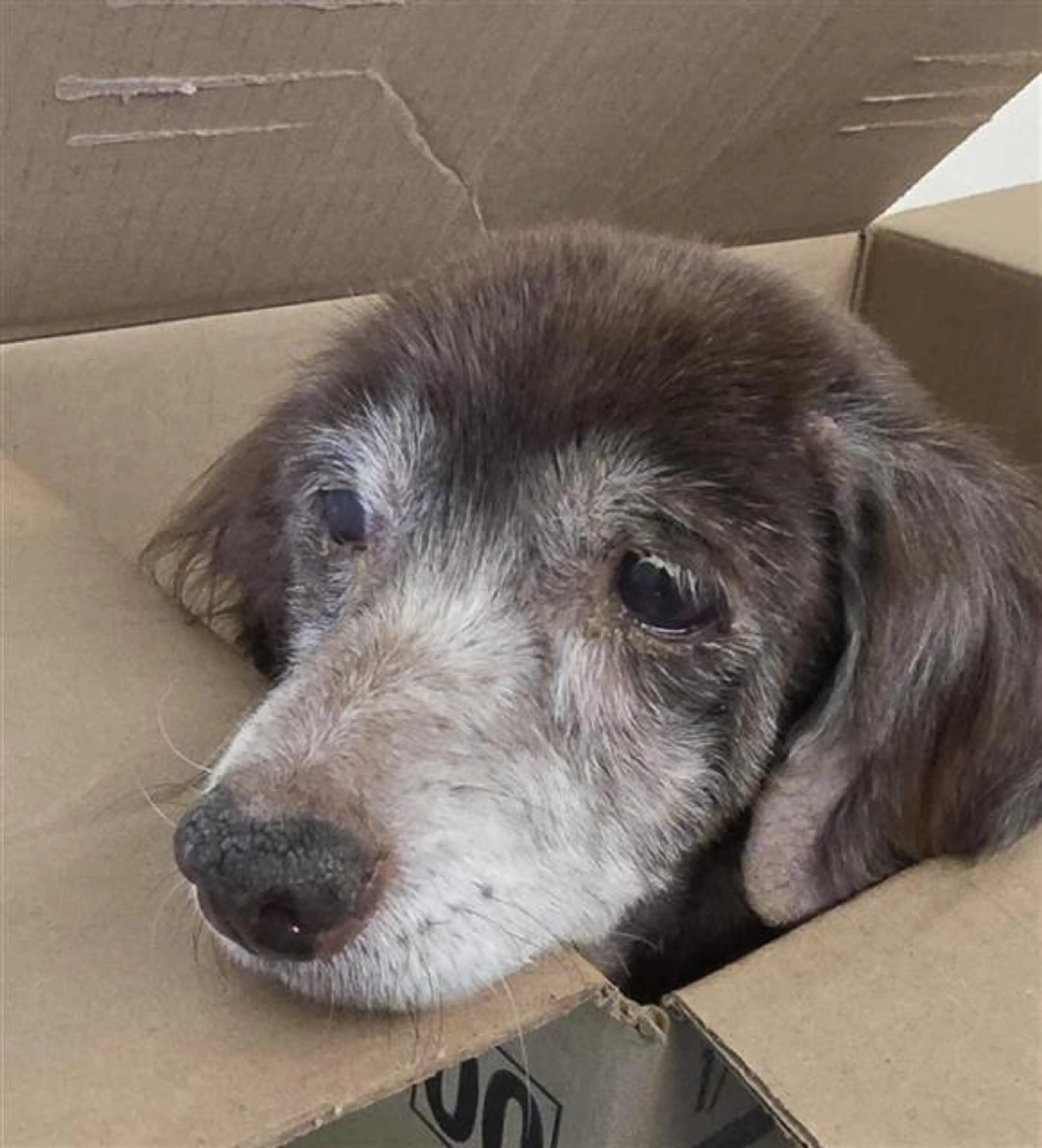 Found pet
