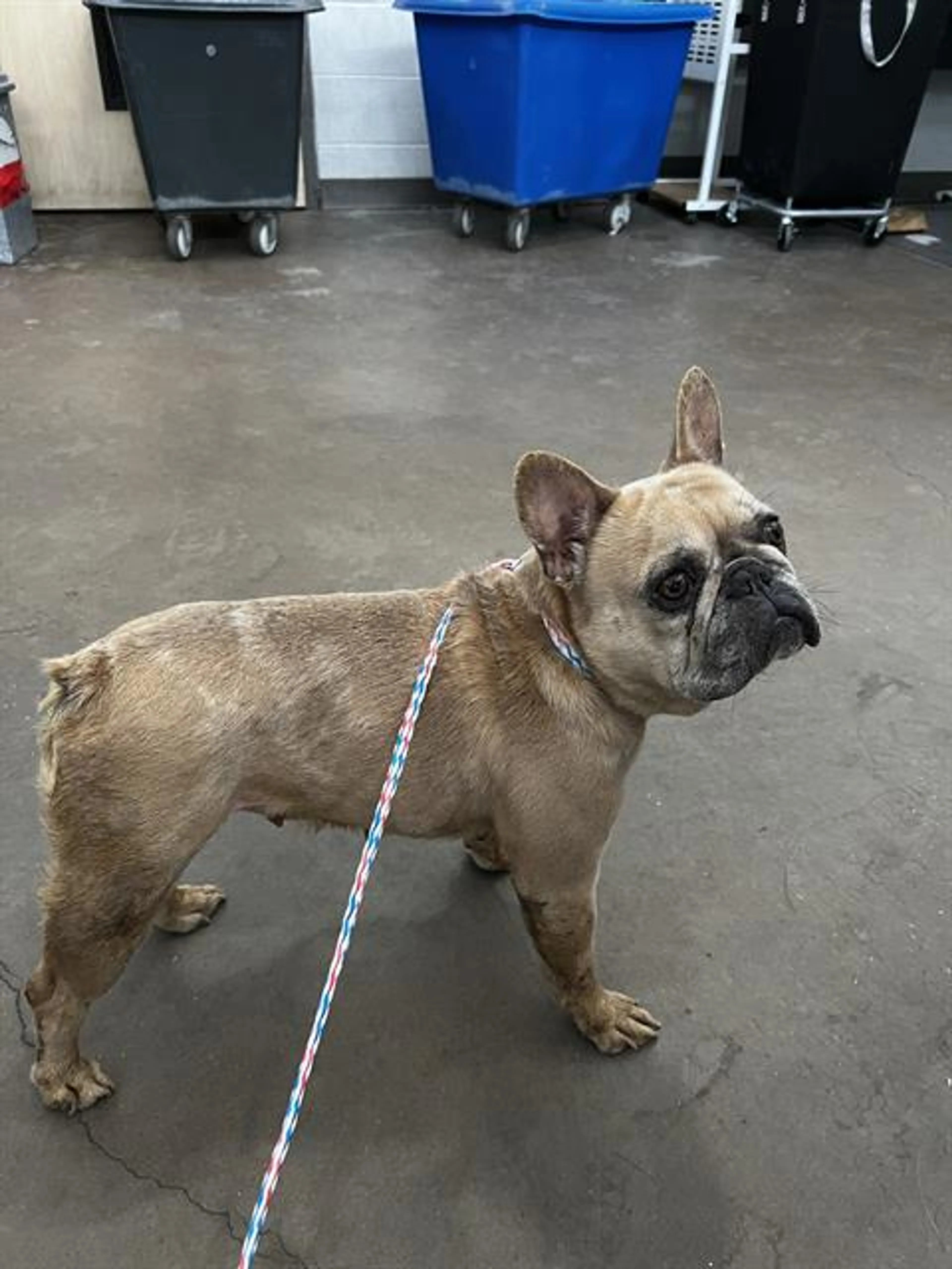 Found pet