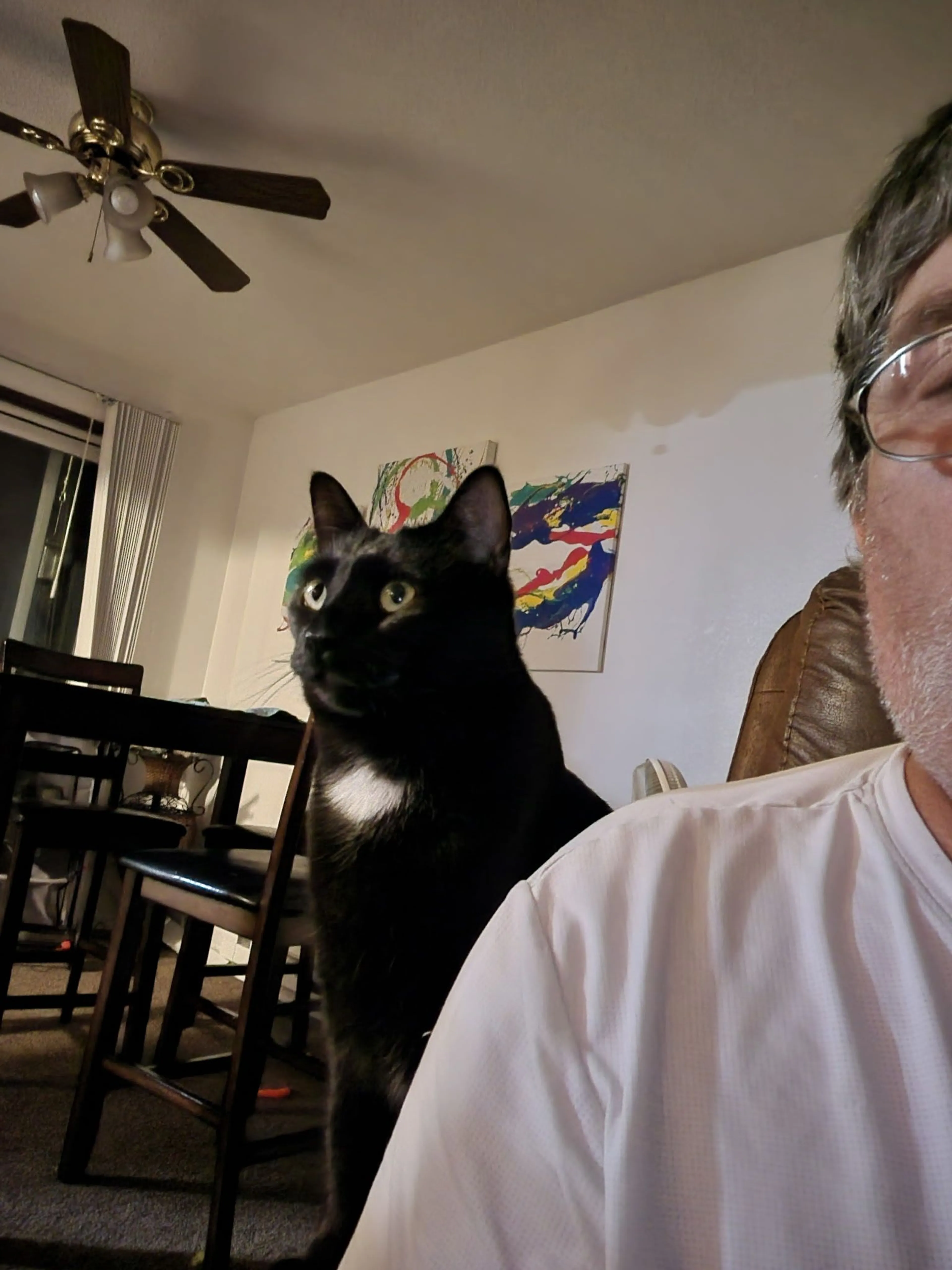 Lost pet