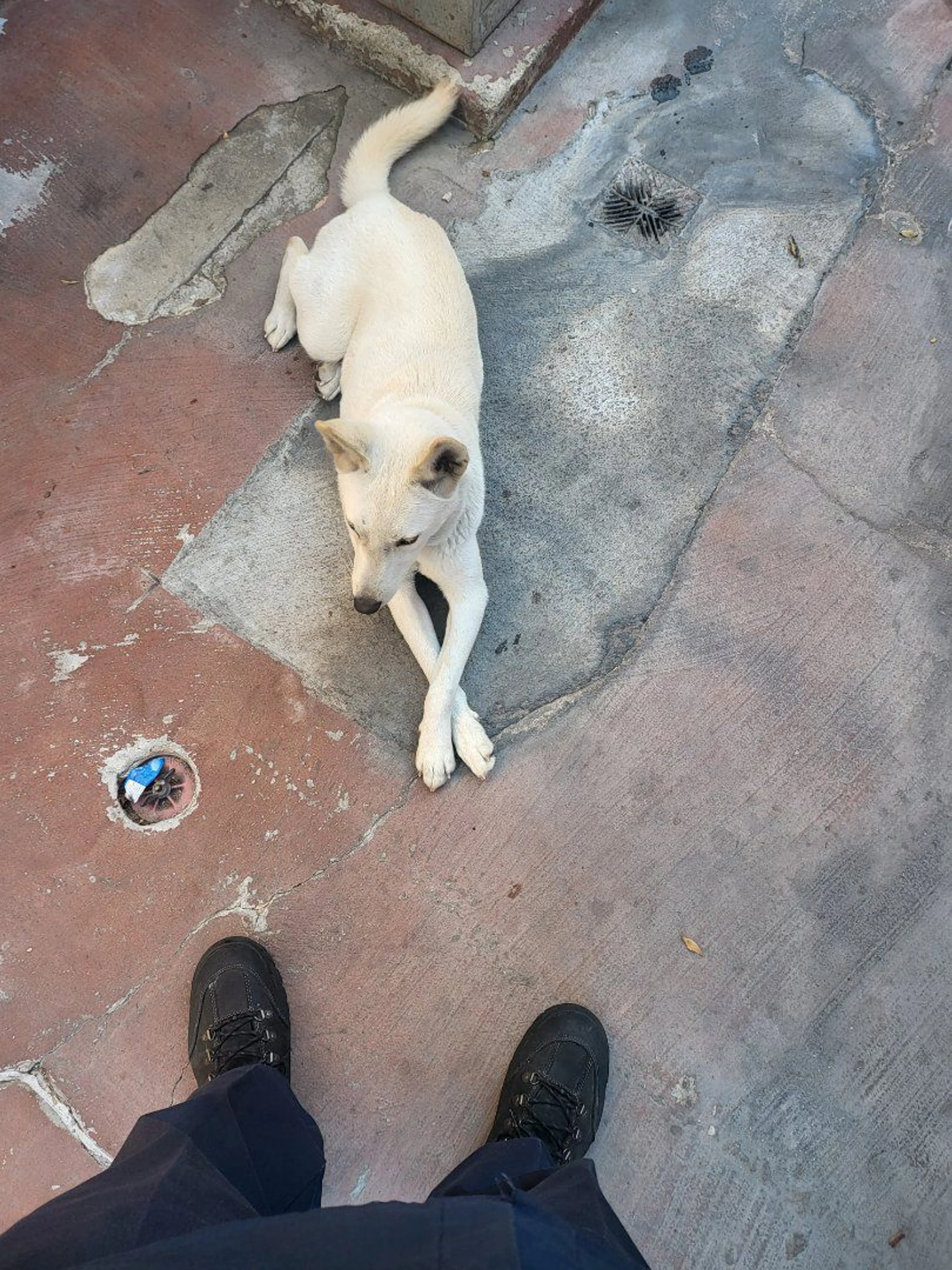 Lost pet-1