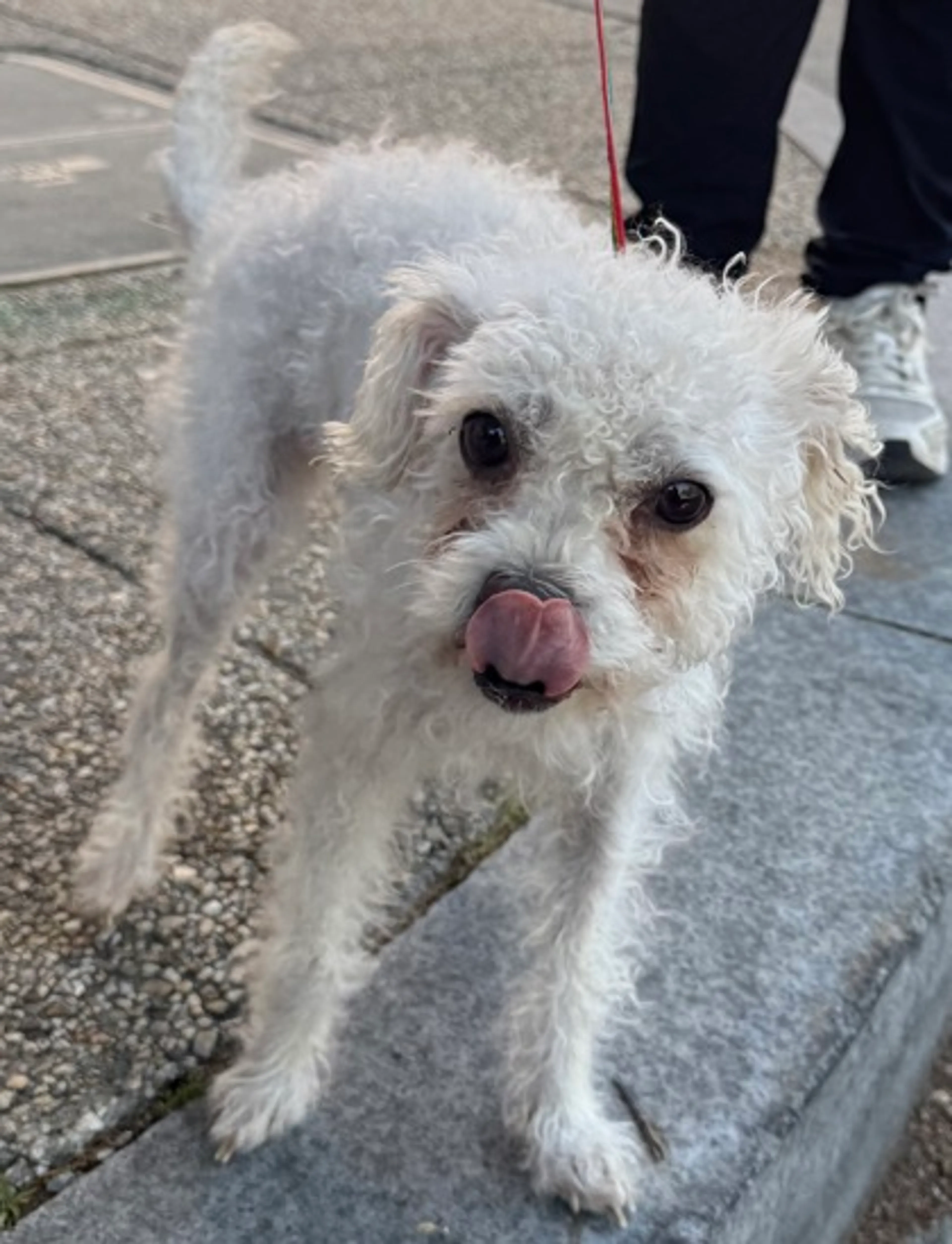 Found pet