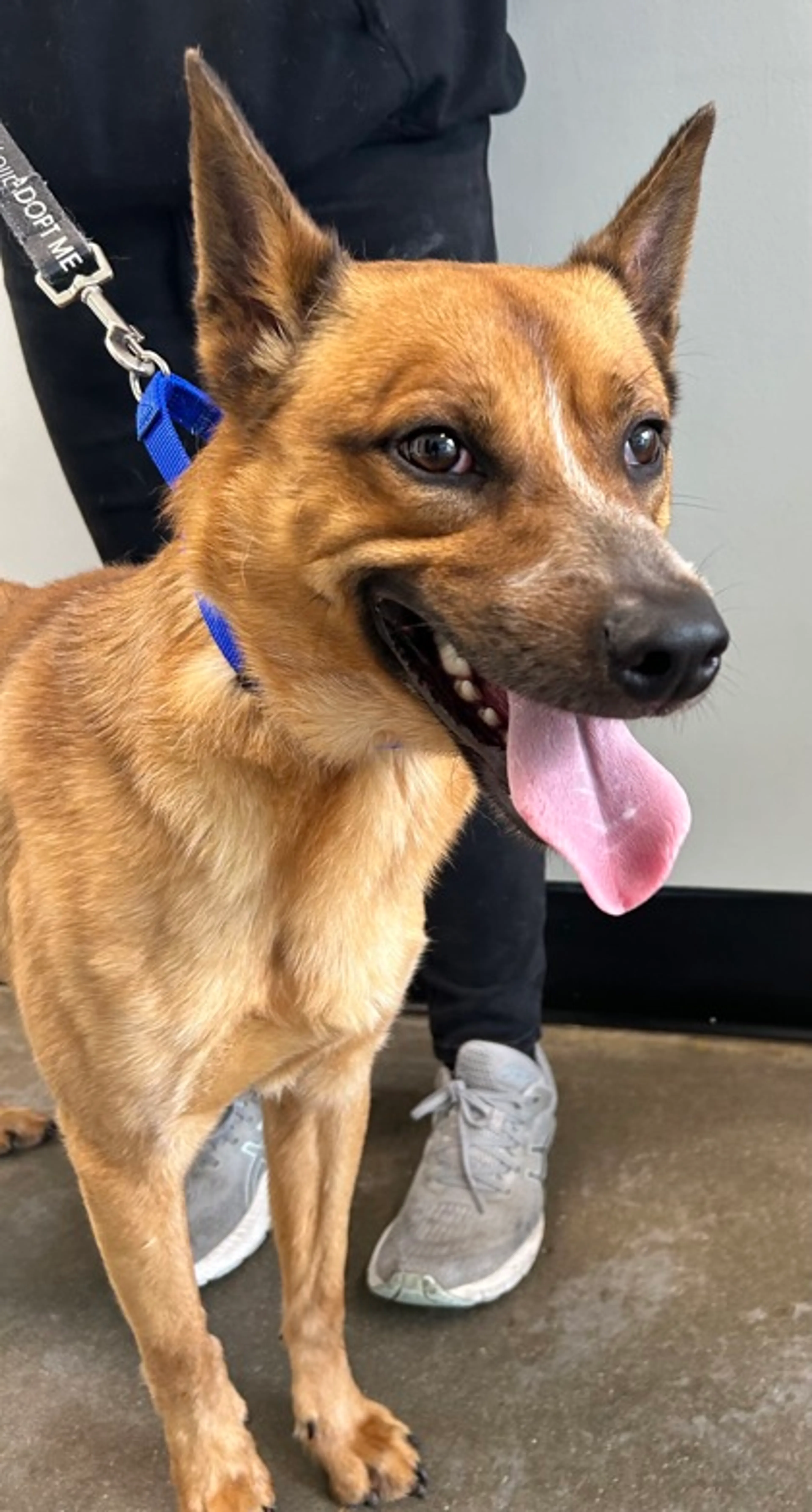 Found pet-1