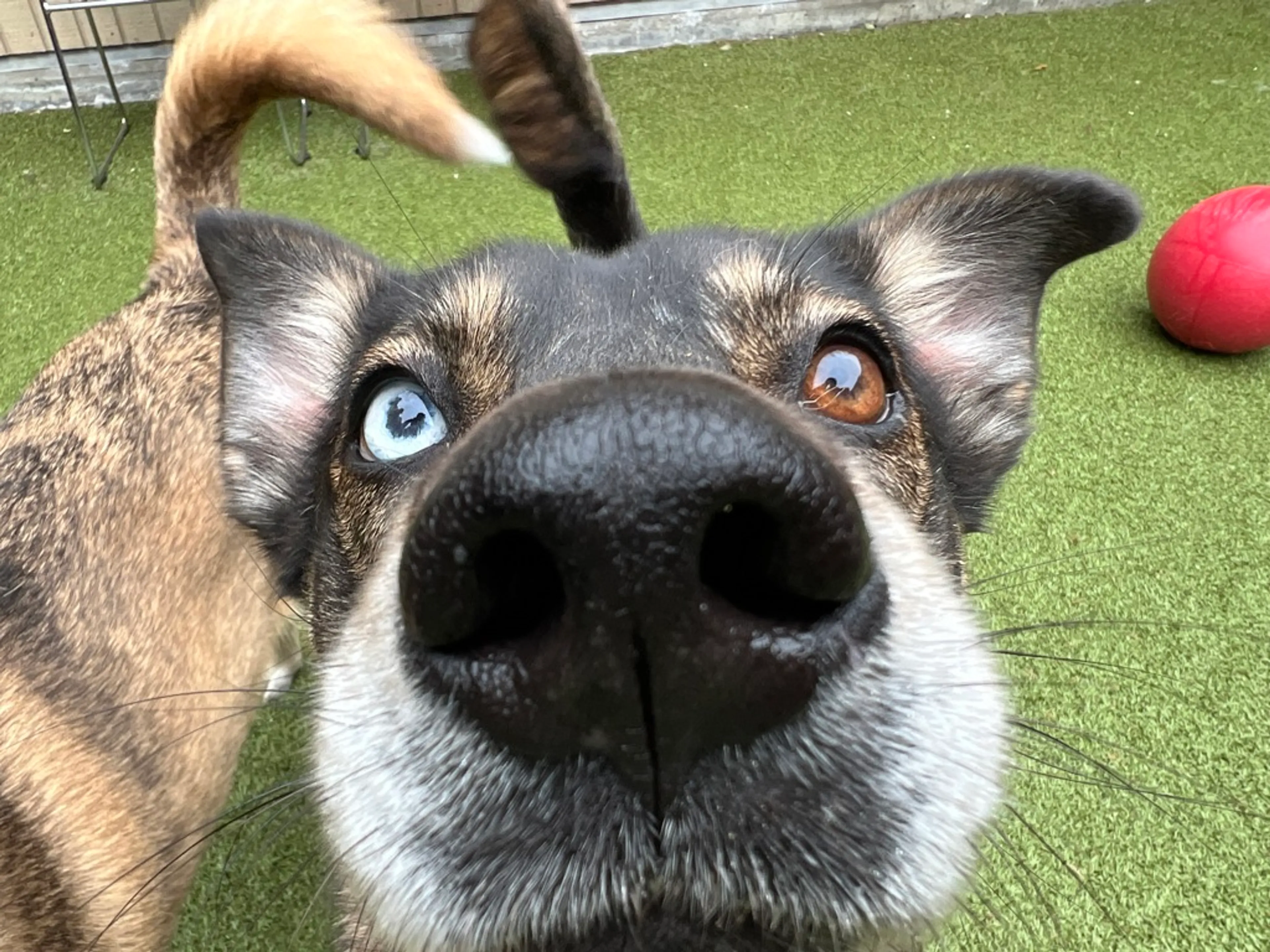 Found pet-2