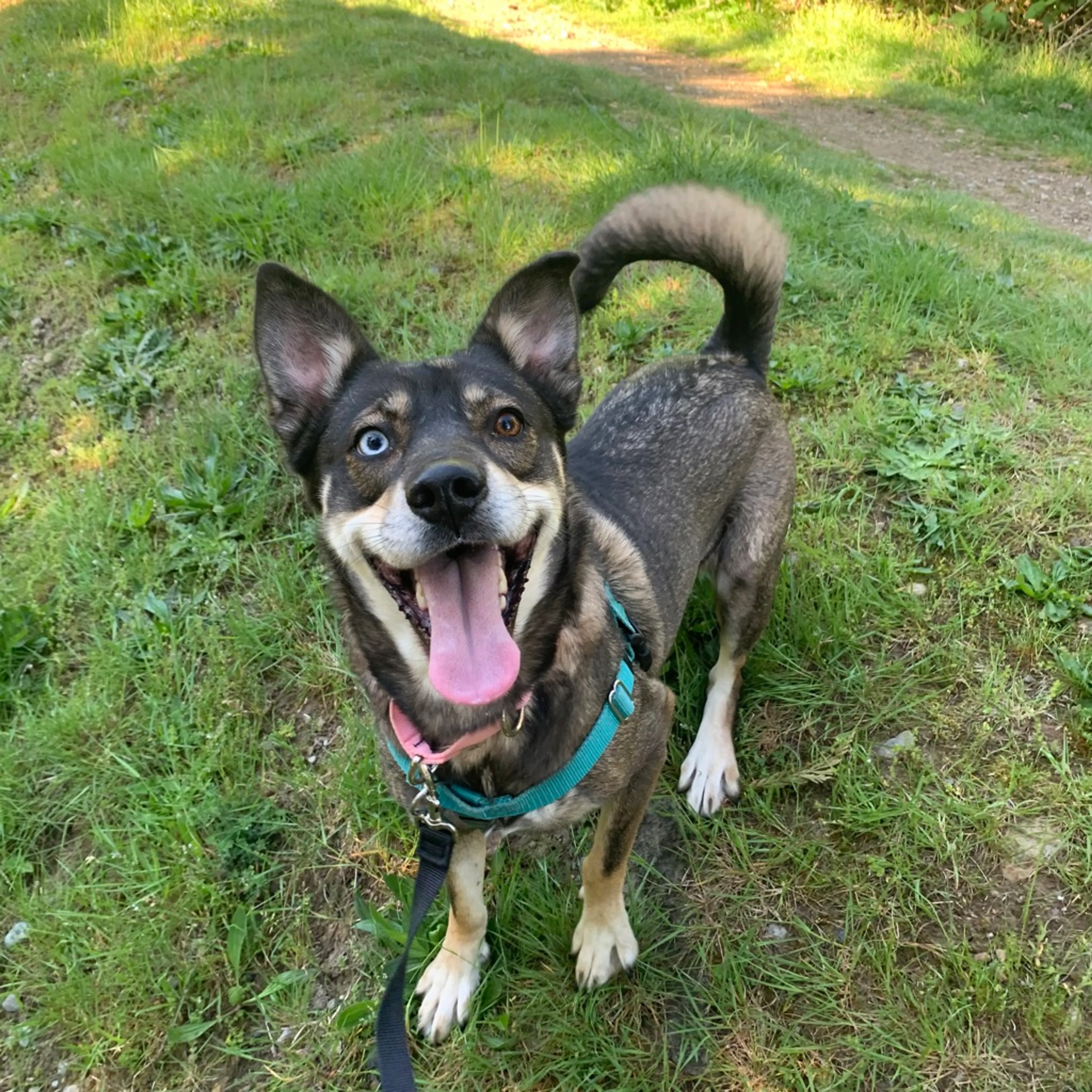 Found pet-5