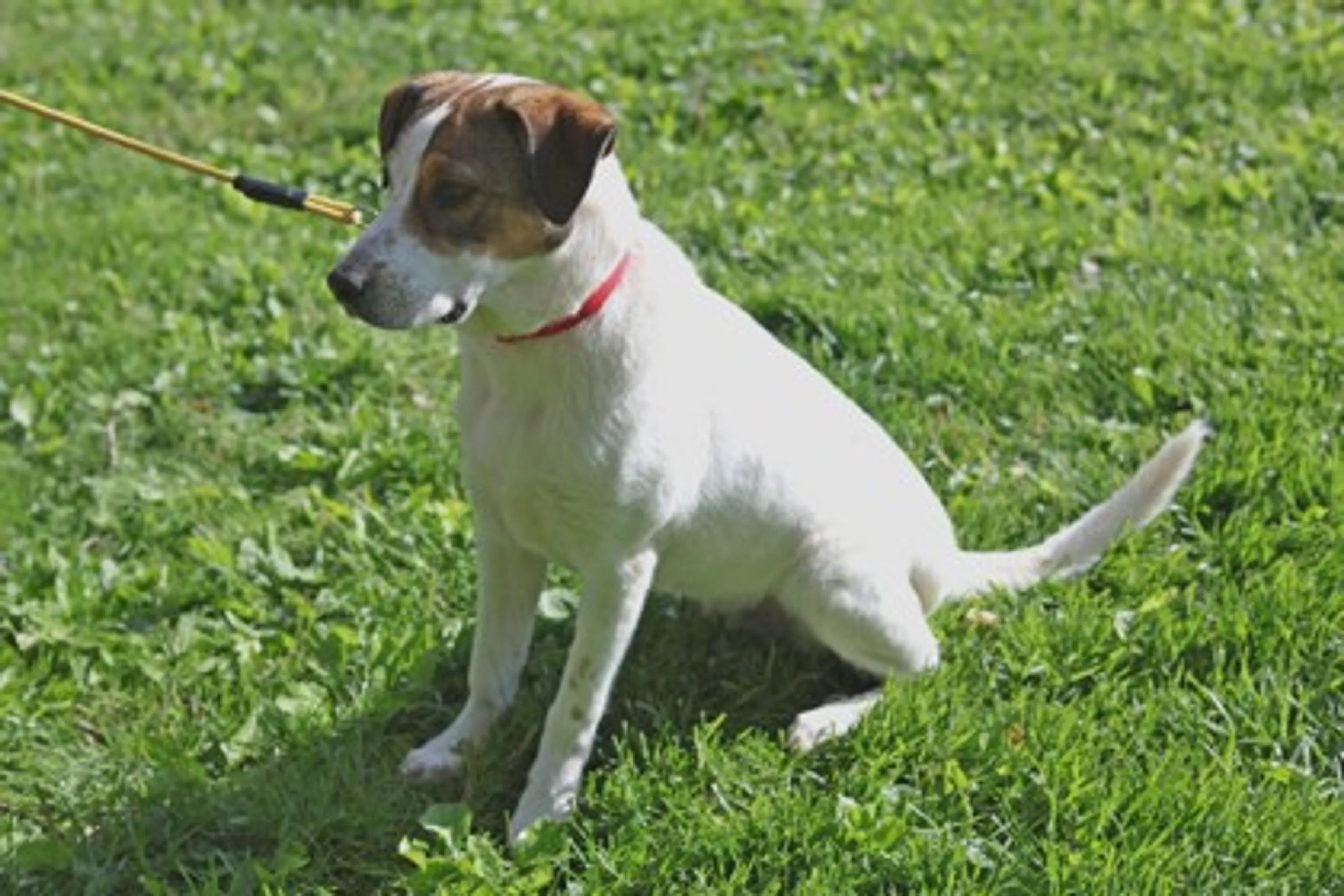 Found pet-2