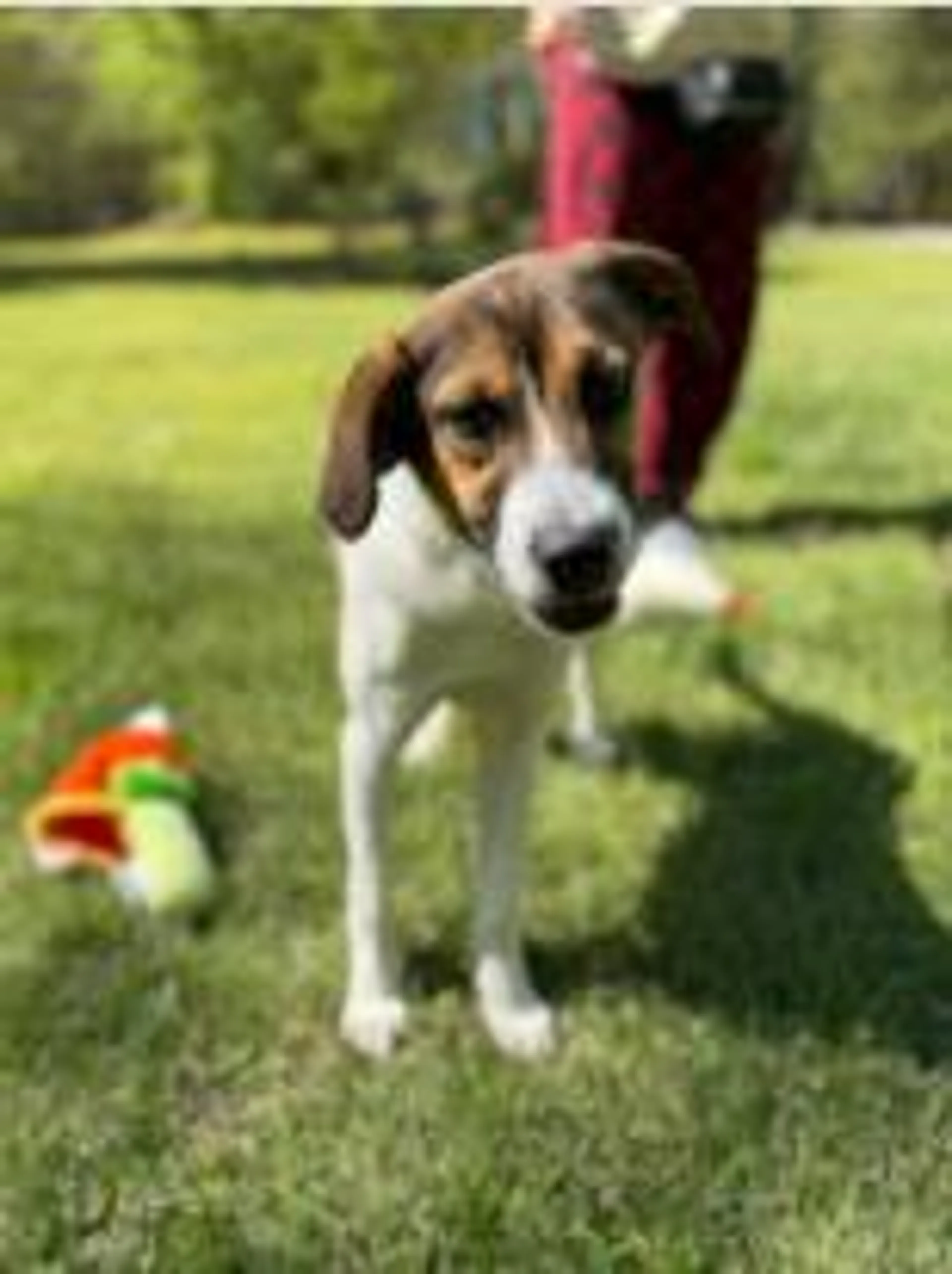 Found pet