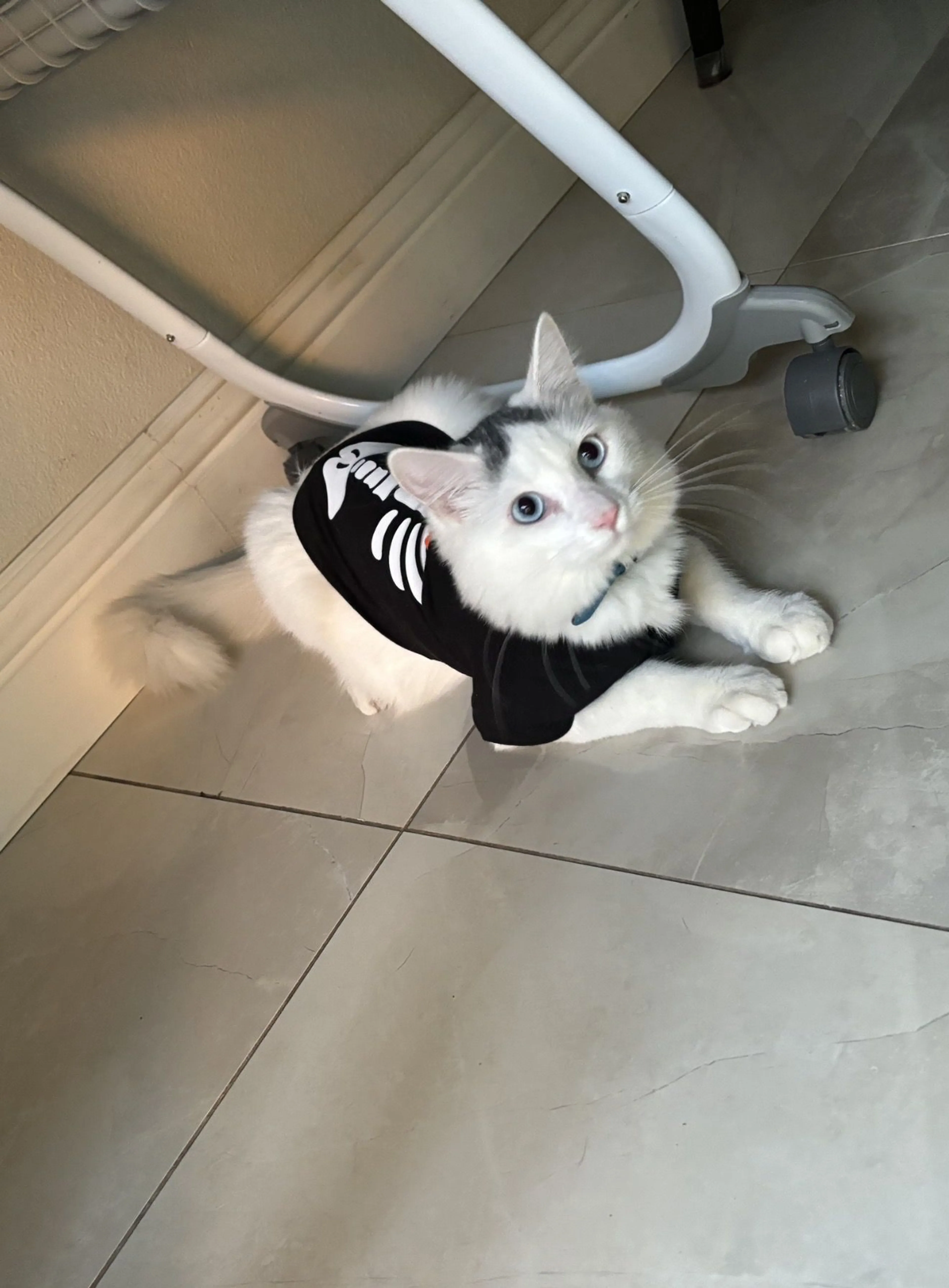 Lost pet