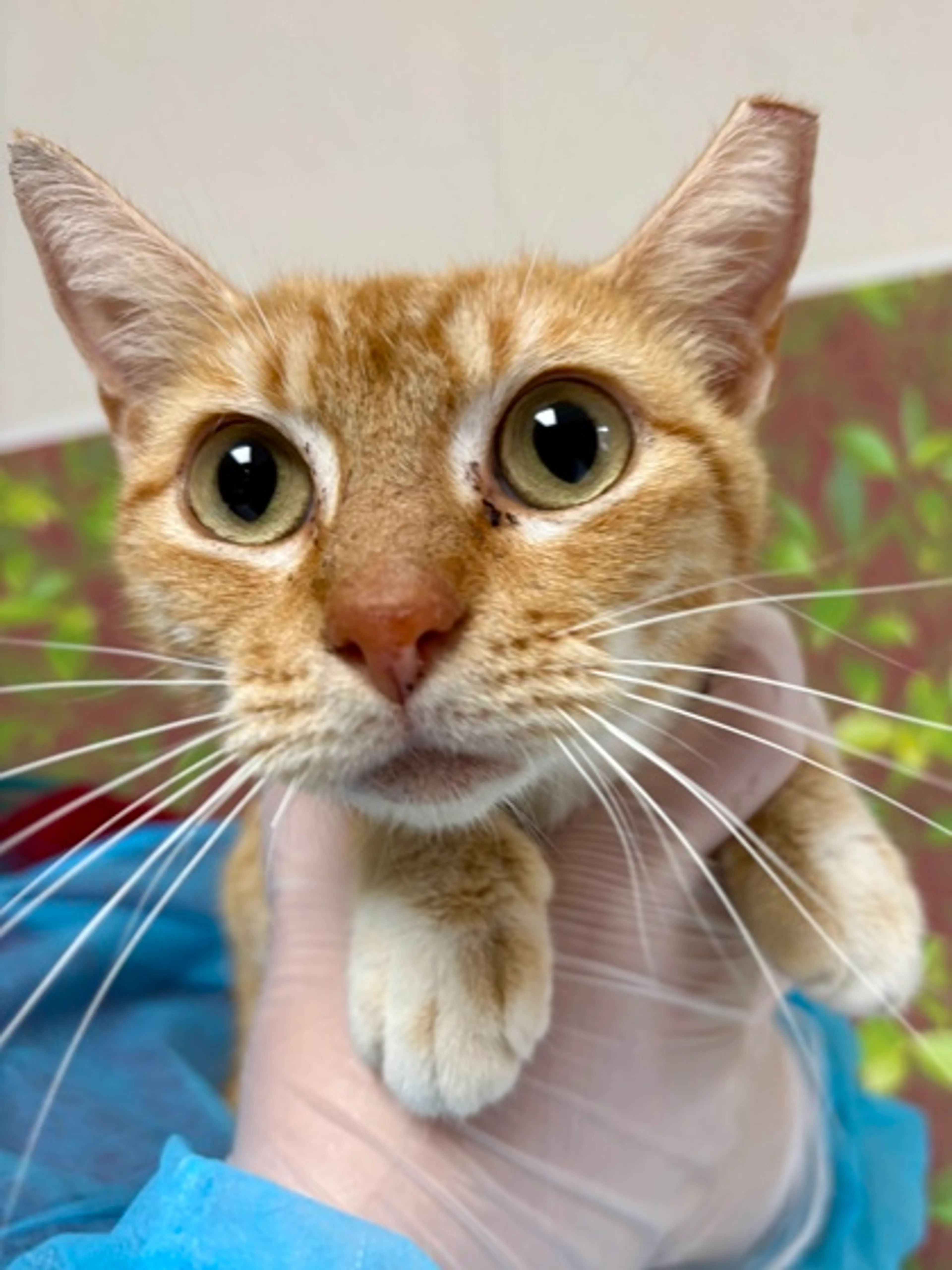 Found pet