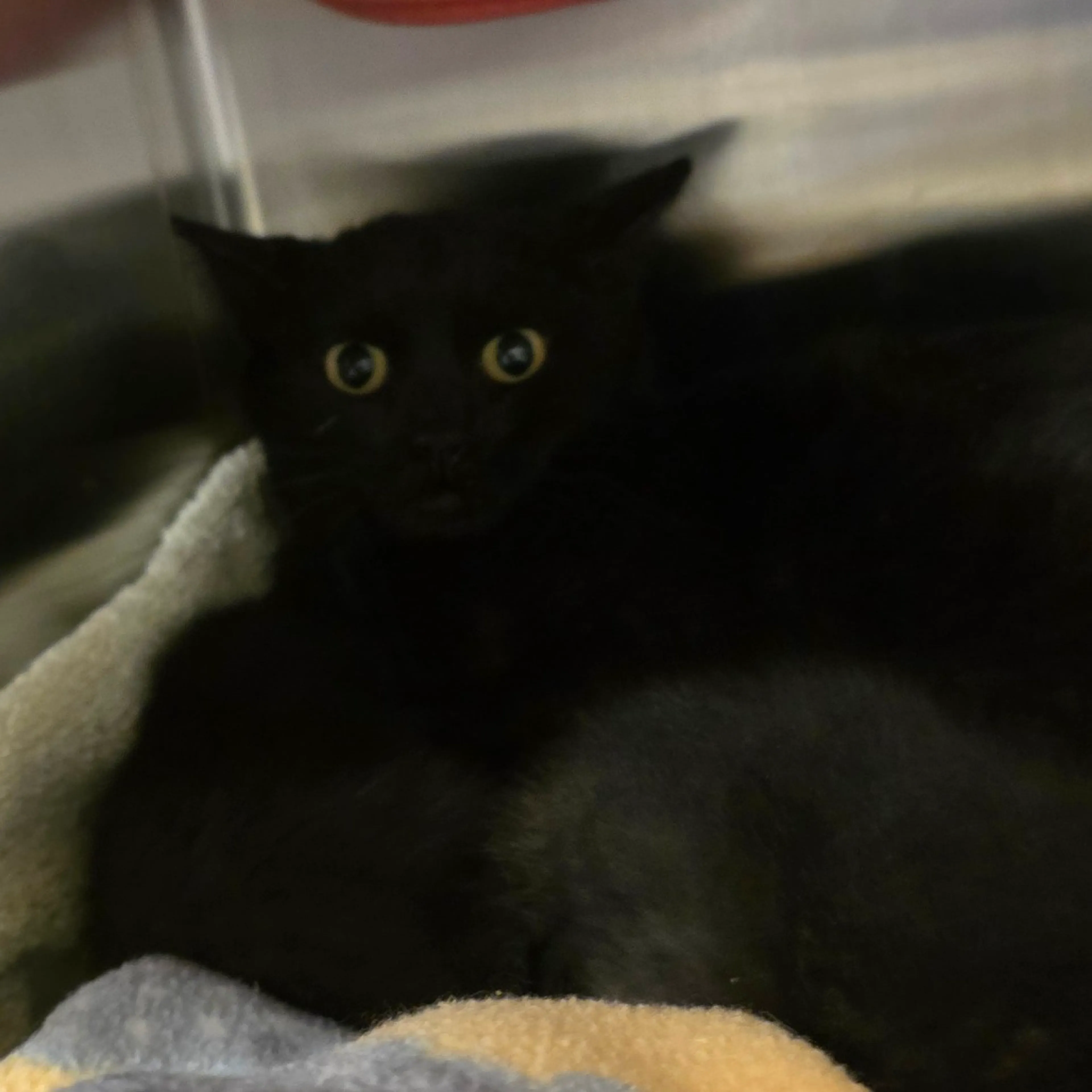 Found pet