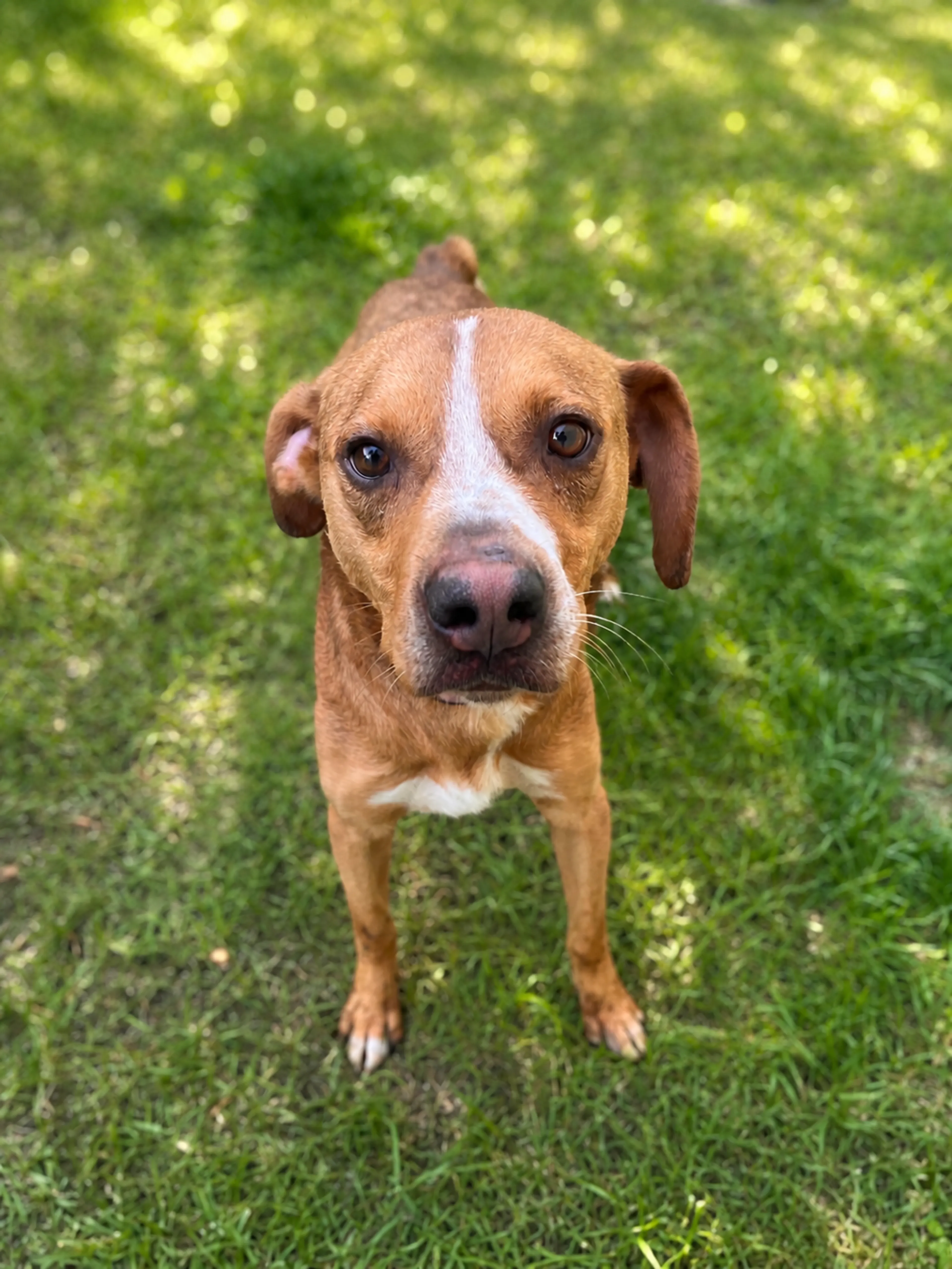 Found pet-2