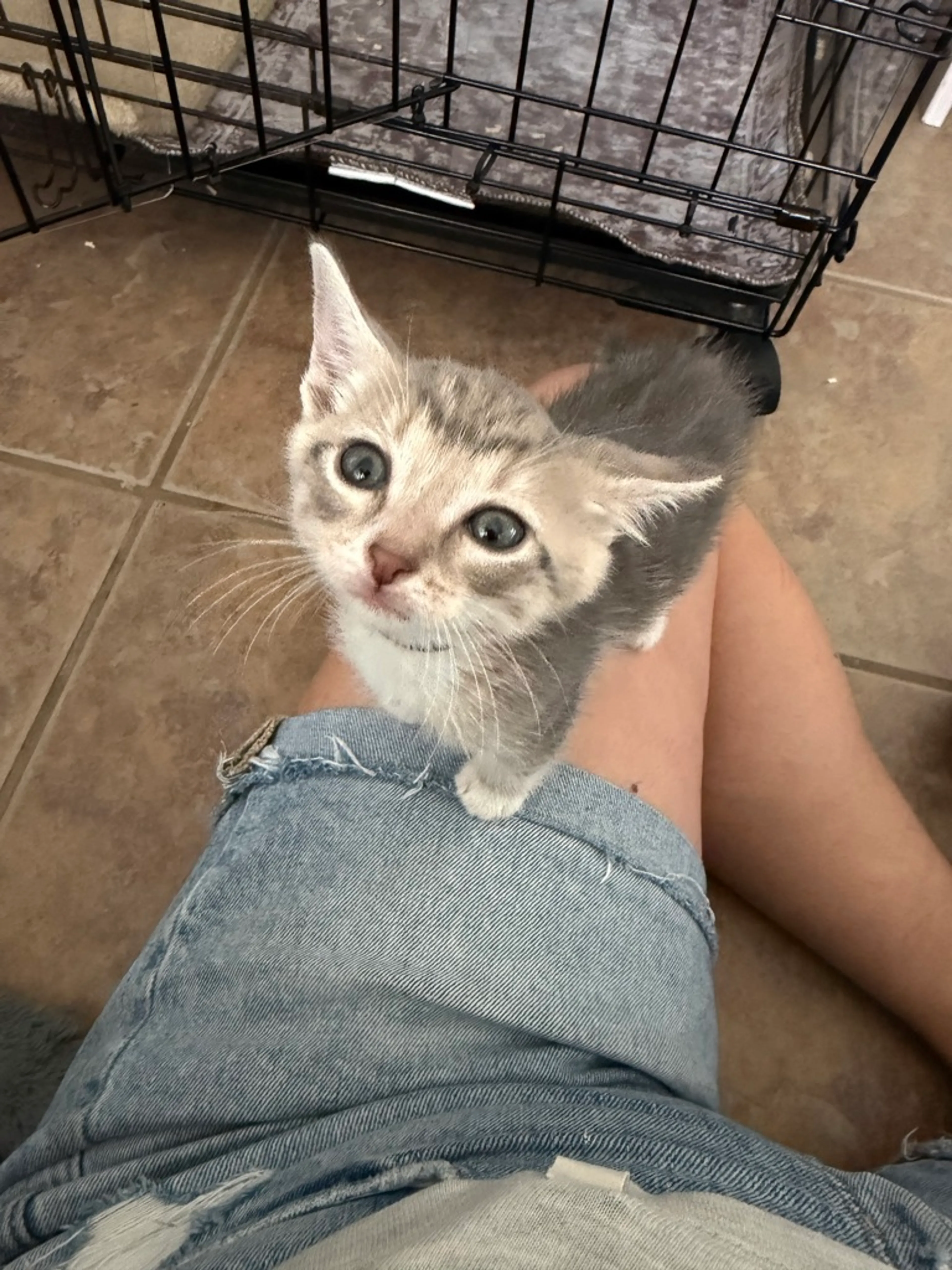 Found pet-1